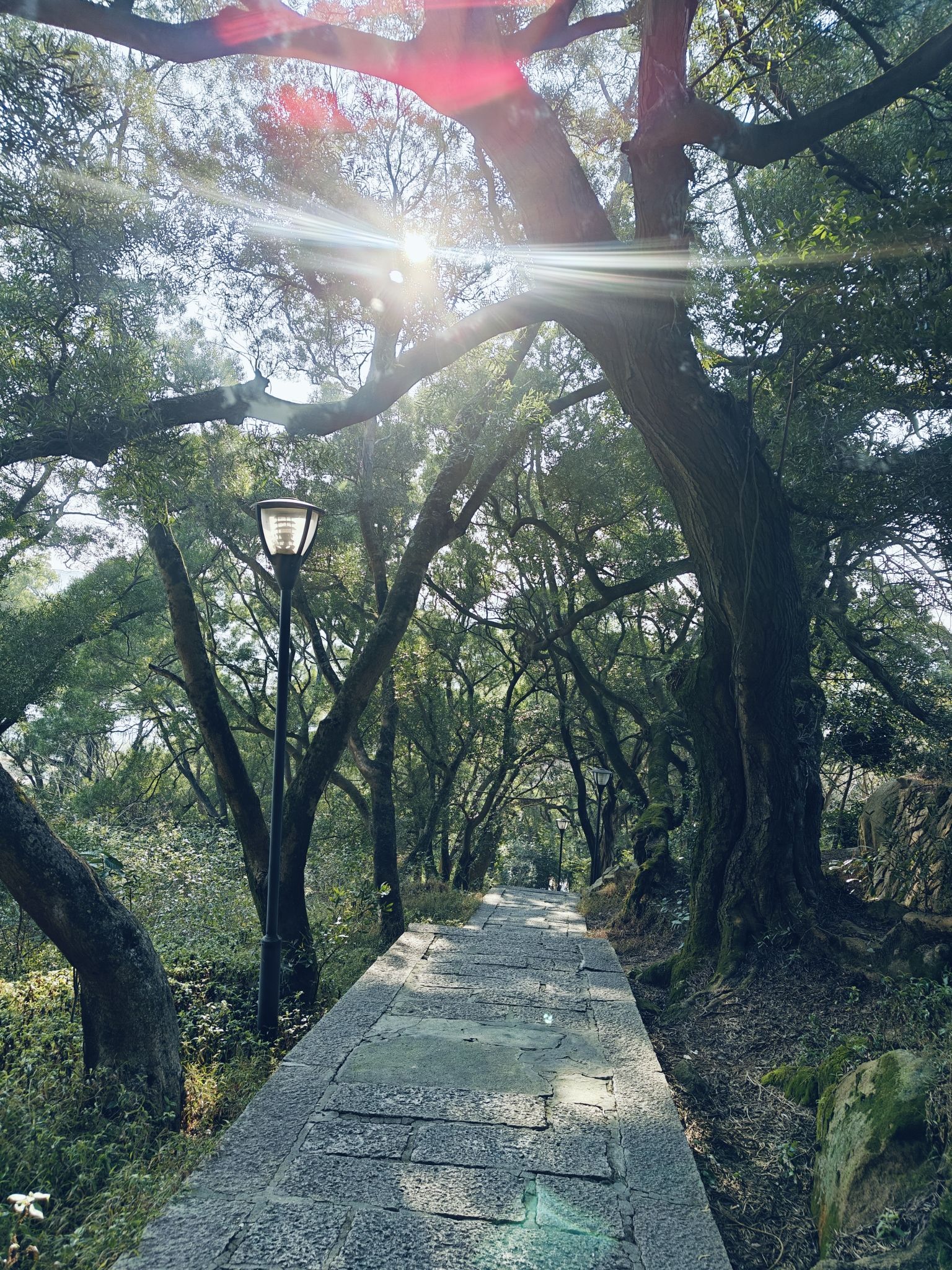 青芝山风景区旅行图片 2