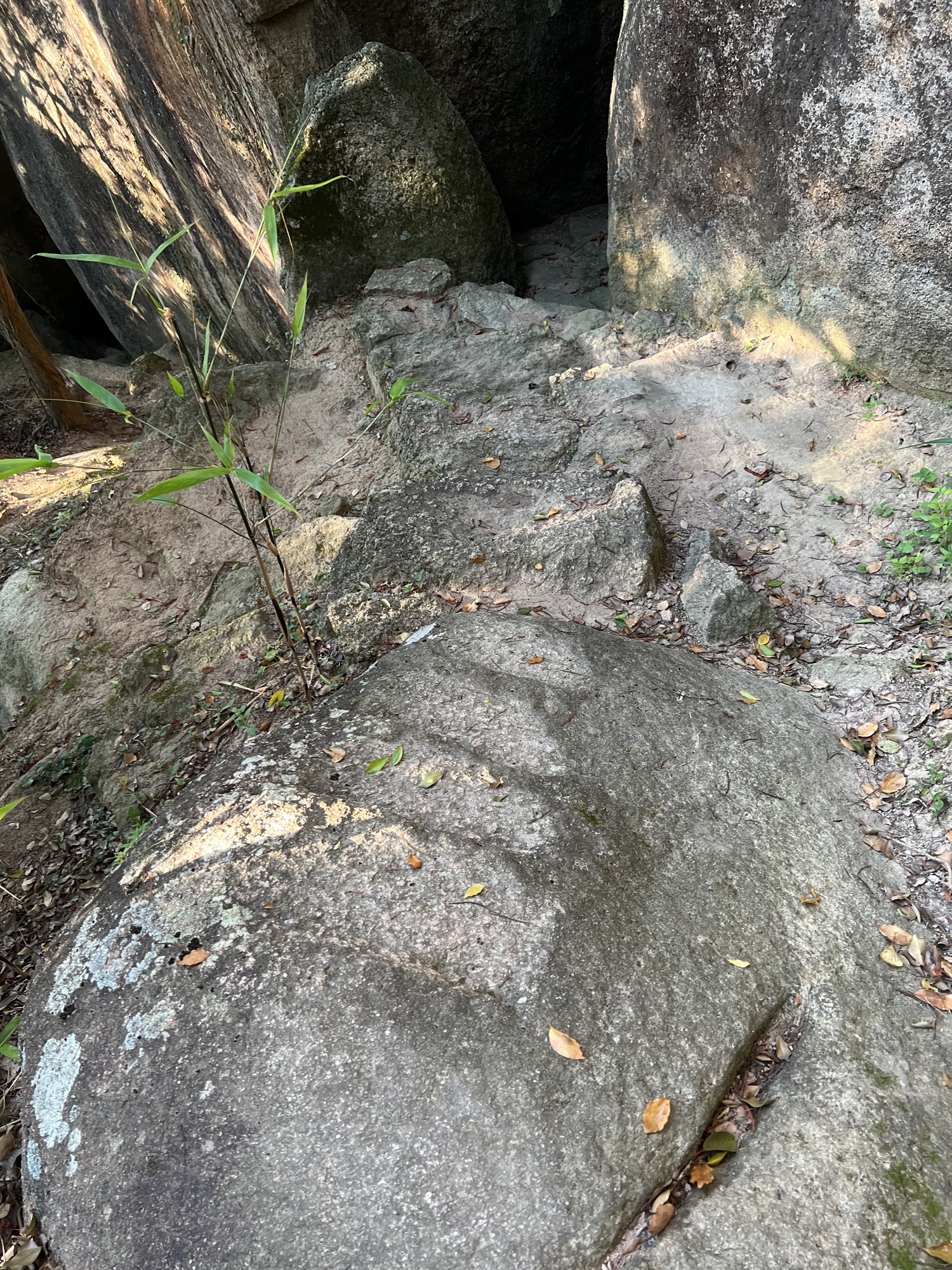 青芝山风景区旅行图片 3