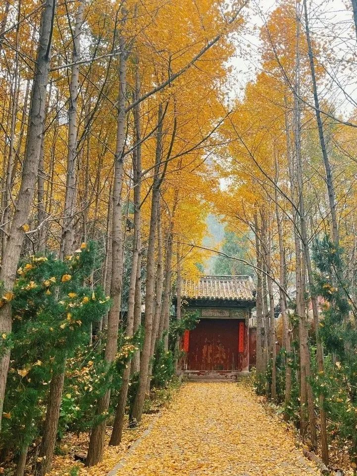 青龙山生态文化旅游区旅行图片 3