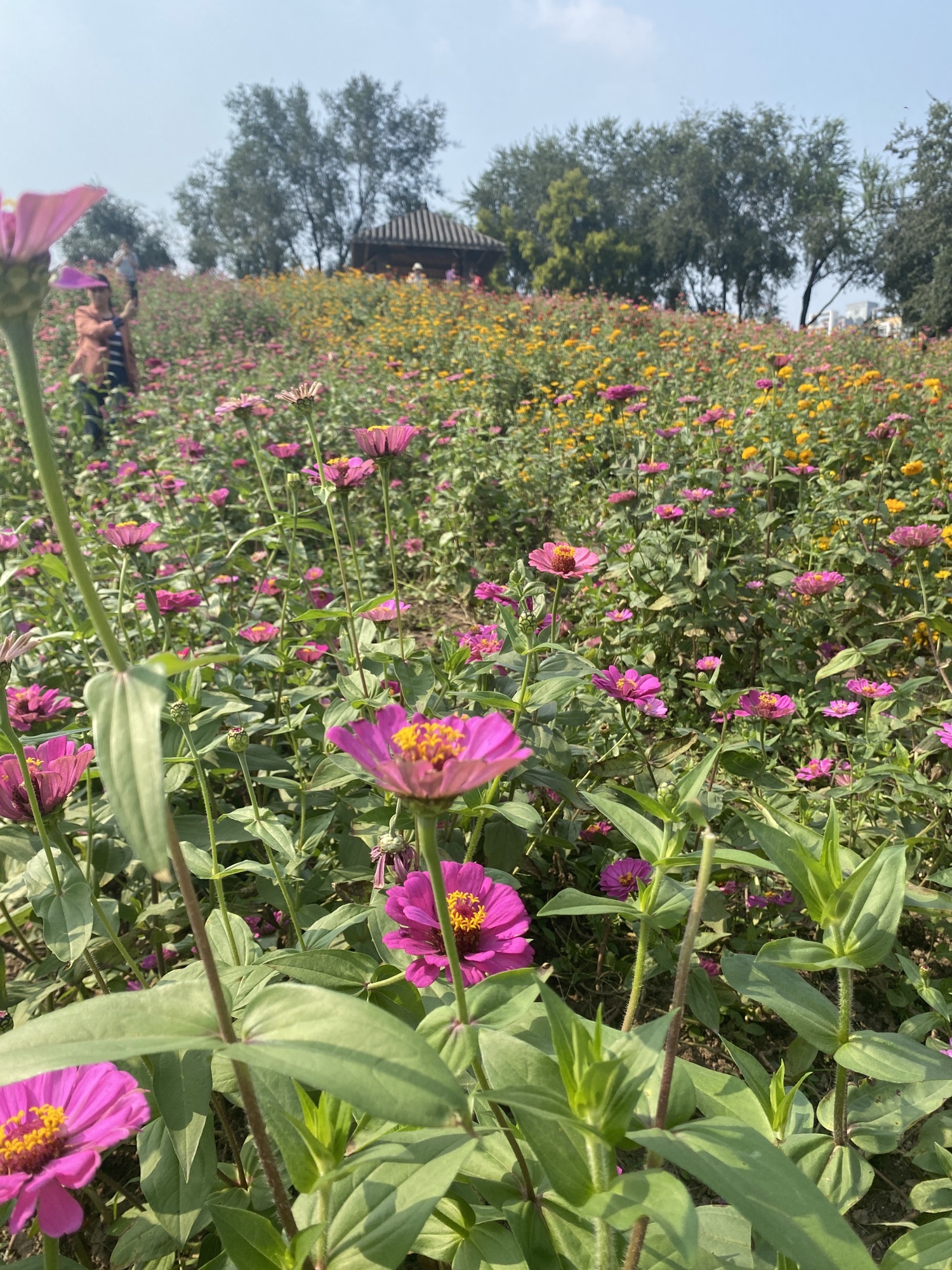 幸福公园旅行图片 1