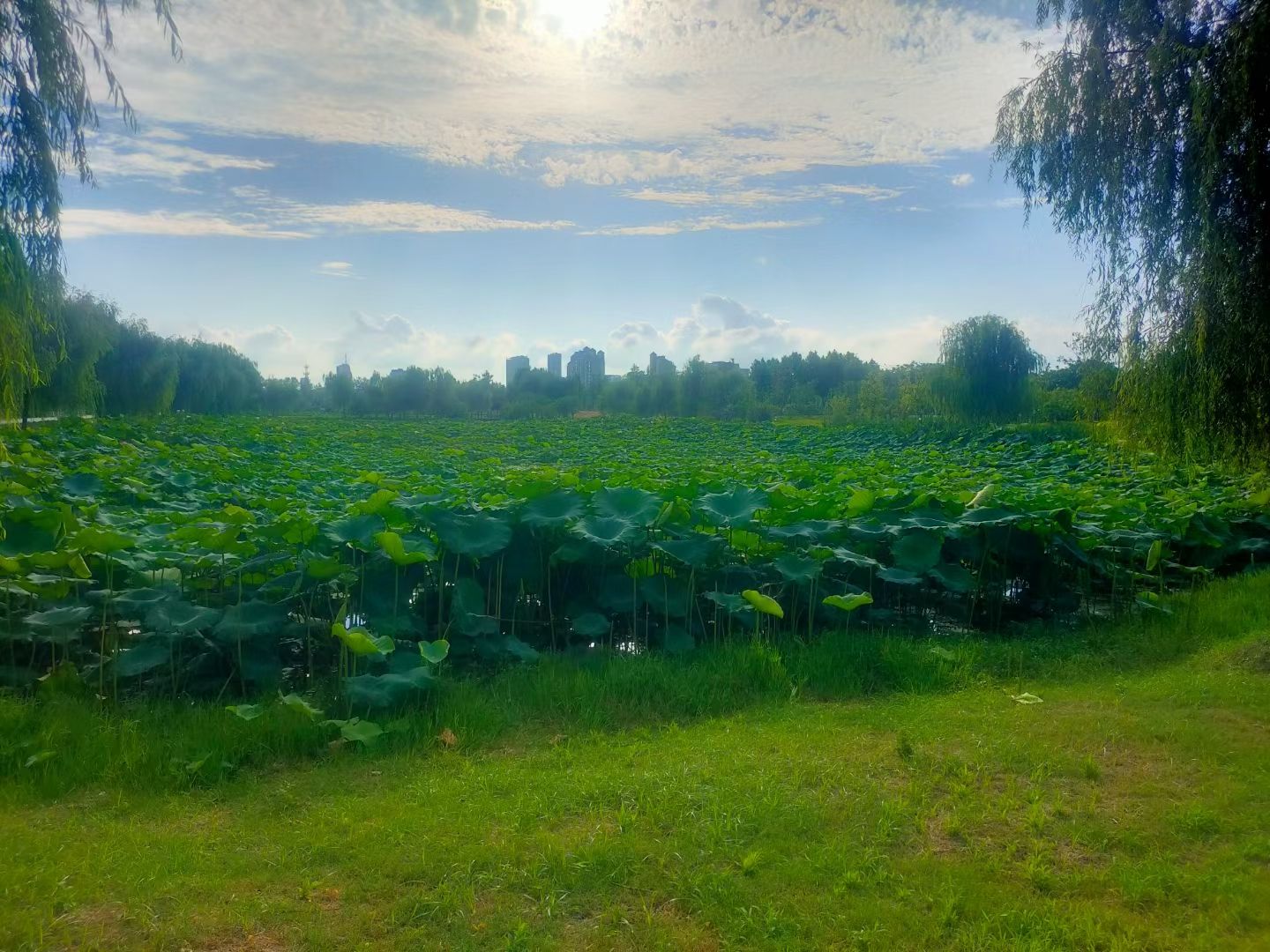 池州生态湿地公园旅行图片 1