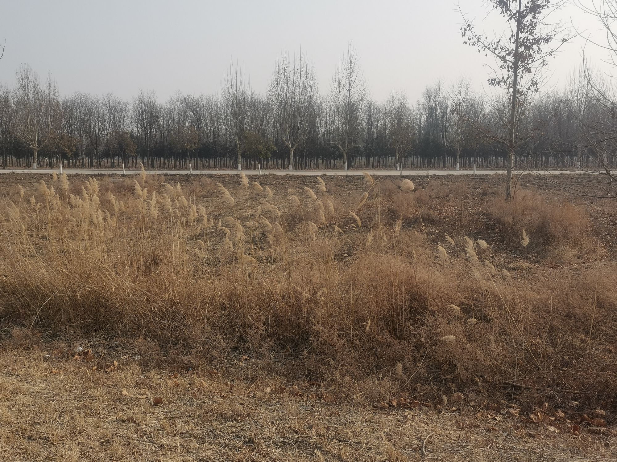 东花园旅行图片 3
