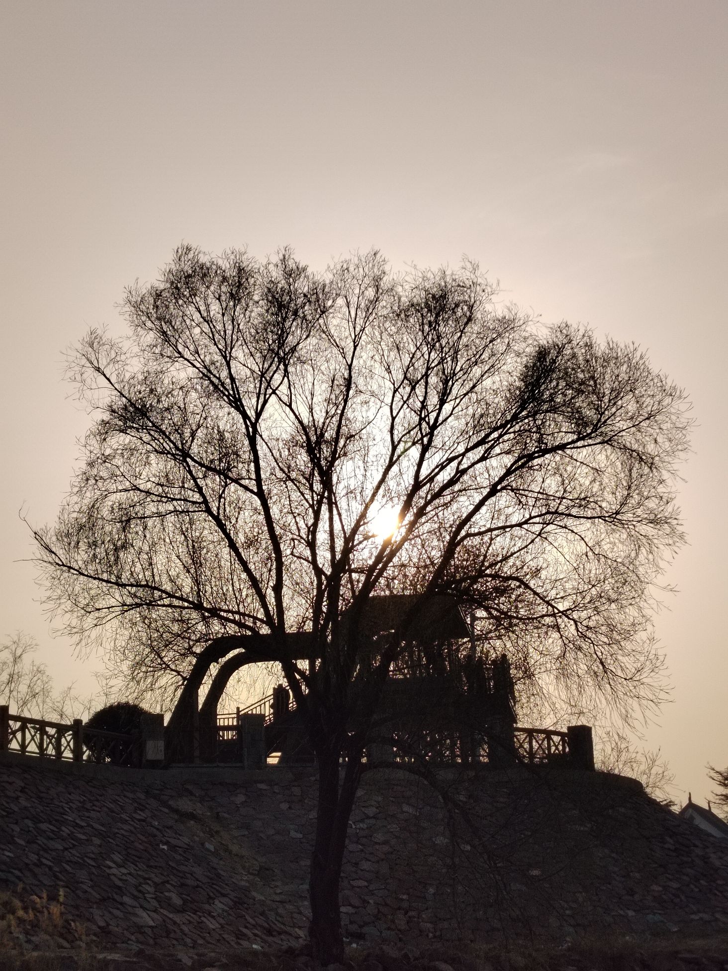 来童寨黄河大堤旅行图片 3