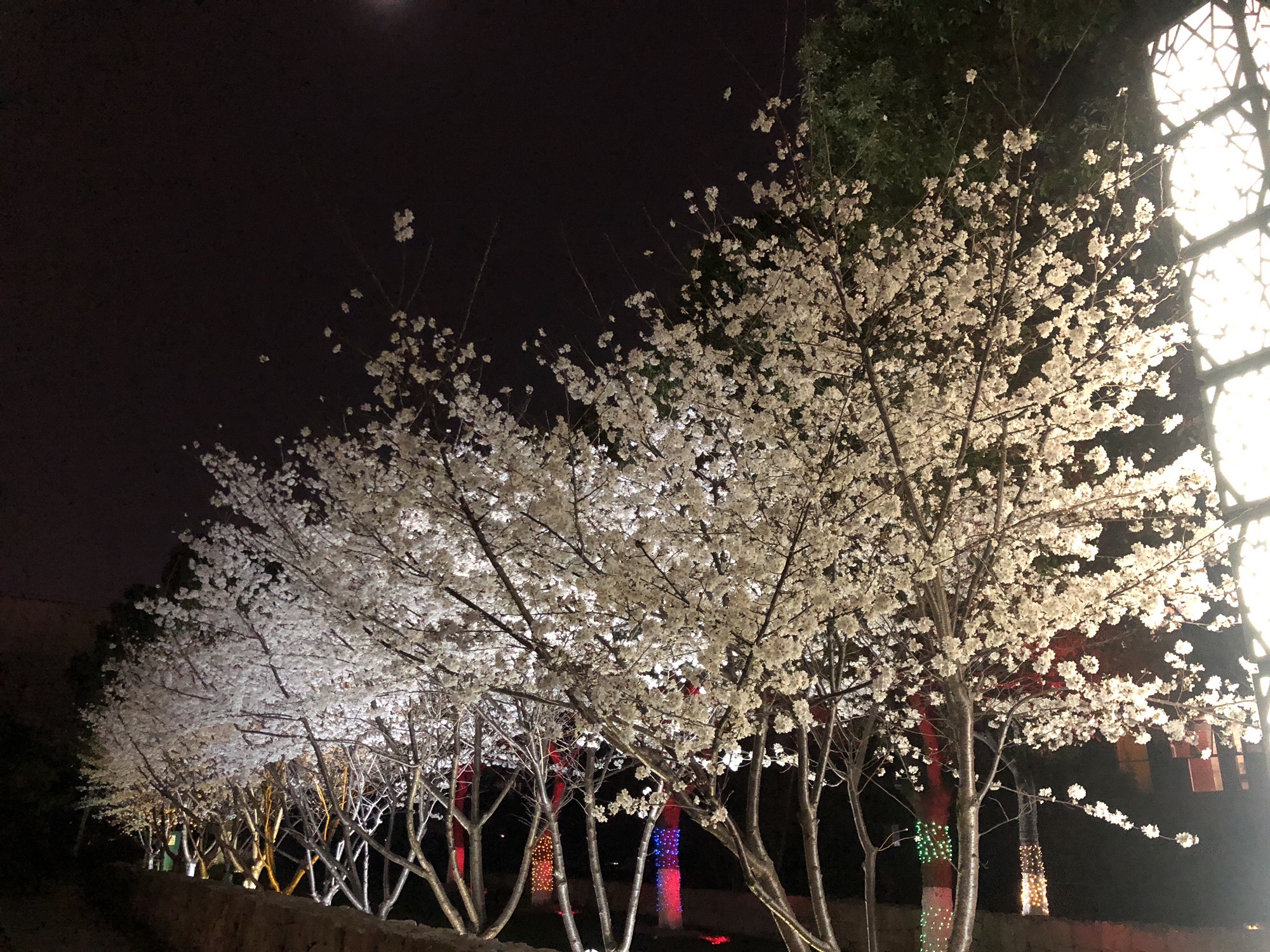 苏州五龙桥公园旅行图片 1