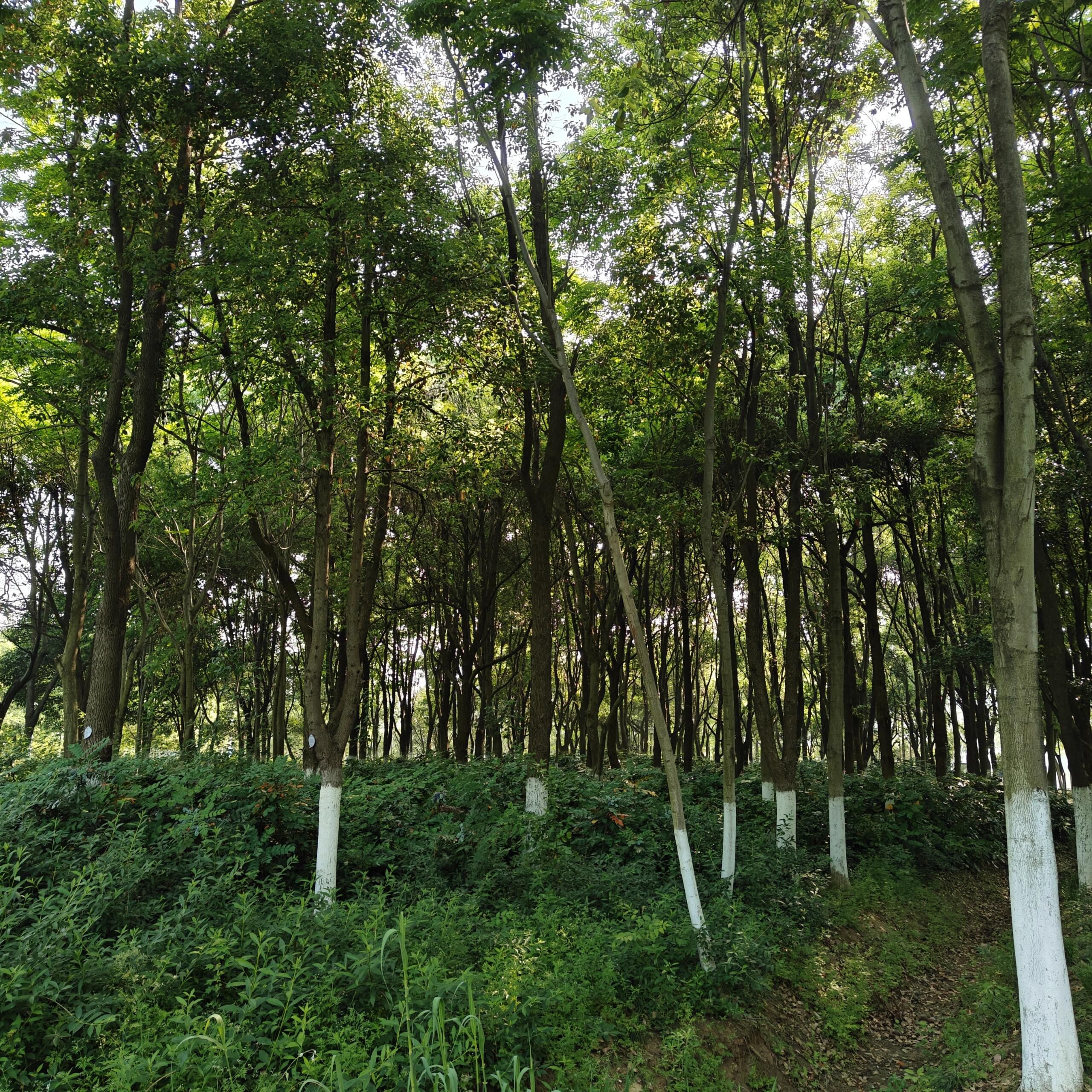 蜀峰湾体育公园旅行图片 2