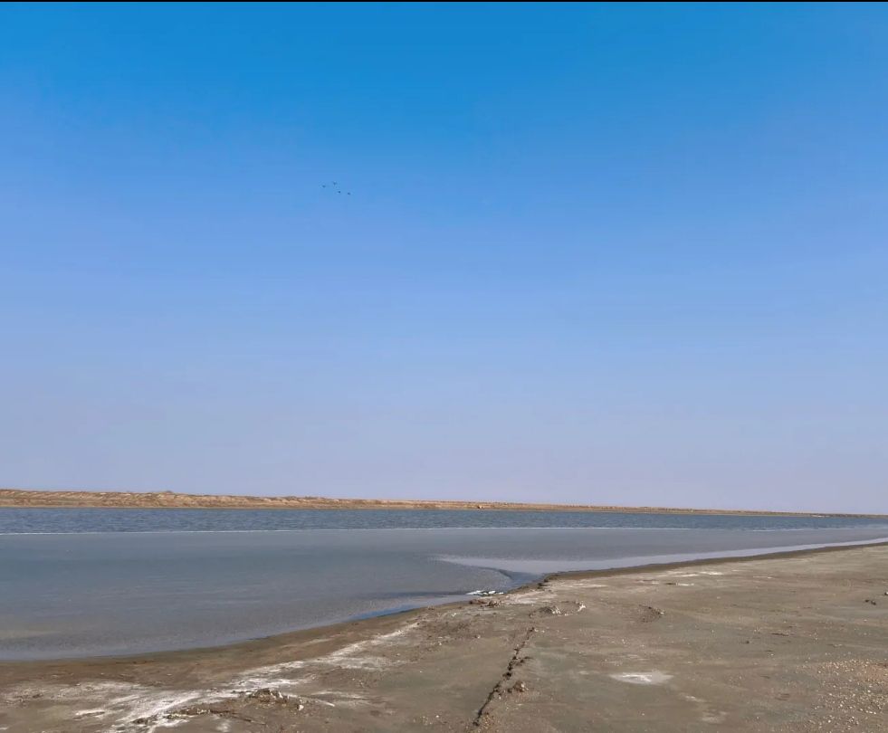 滨州贝壳堤岛与湿地国家级自然保护区旅行图片 2