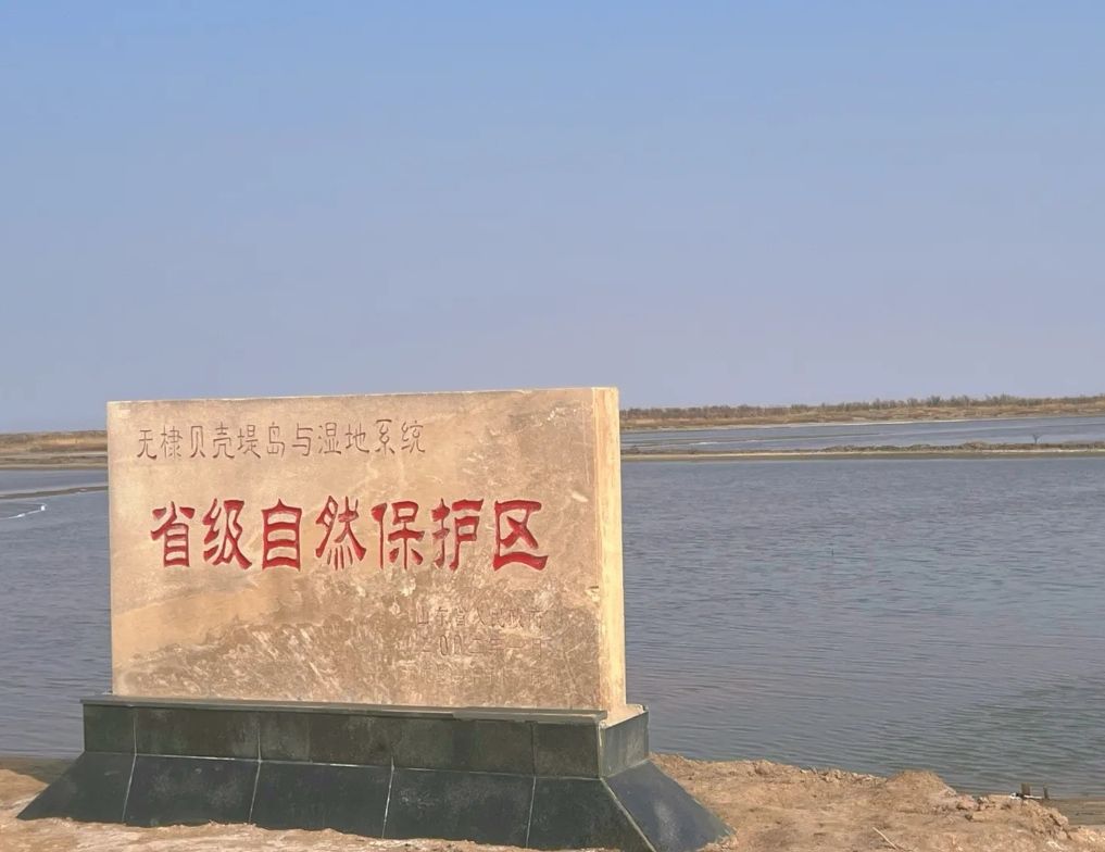 滨州贝壳堤岛与湿地国家级自然保护区旅行图片 3