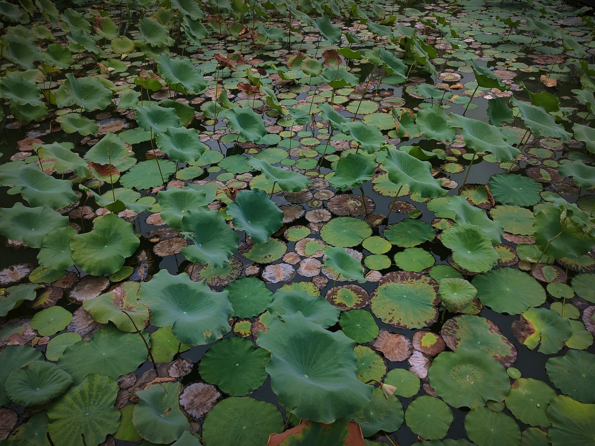 赞贤生态公园旅行图片 1