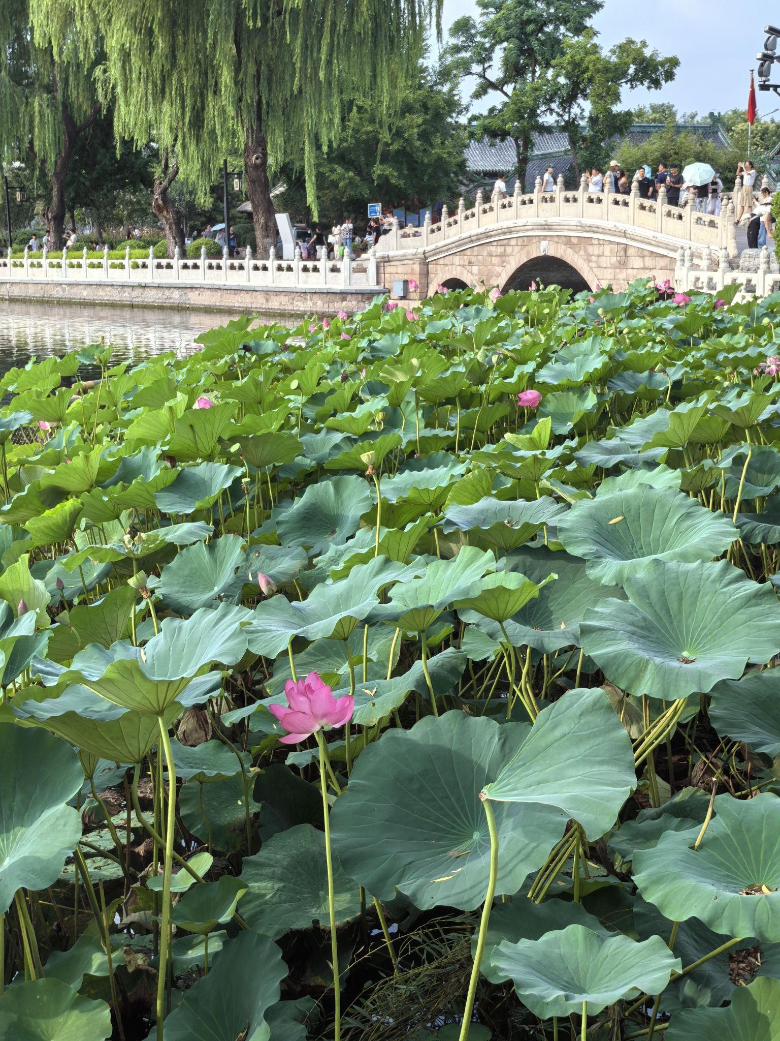 什刹海-赏荷区