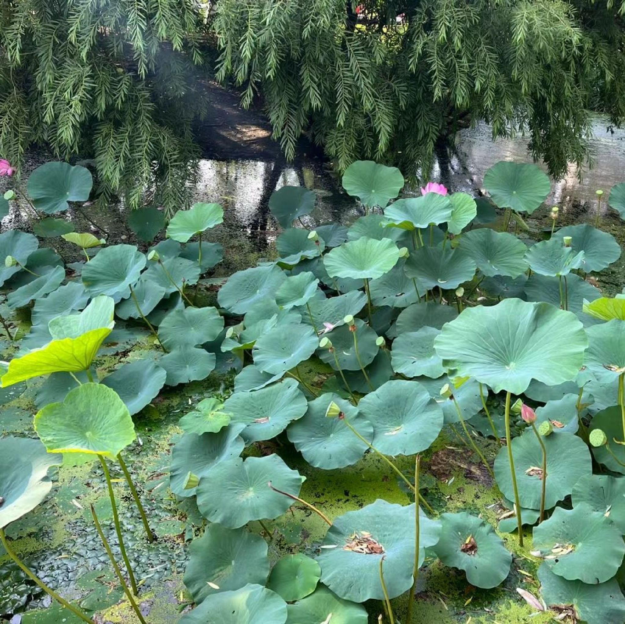 雨阳公园旅行图片 2