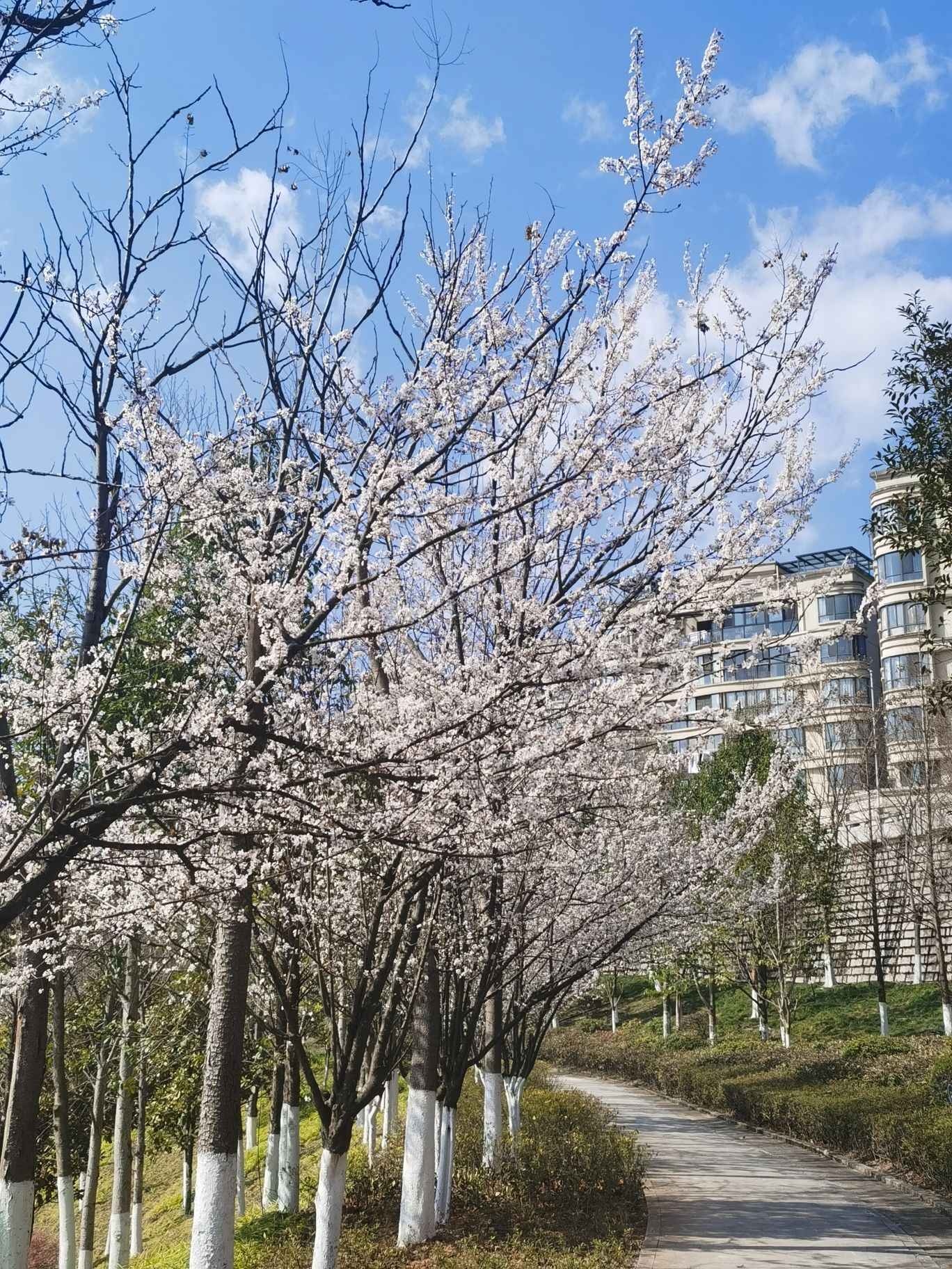 文祥湖公园旅行图片 3