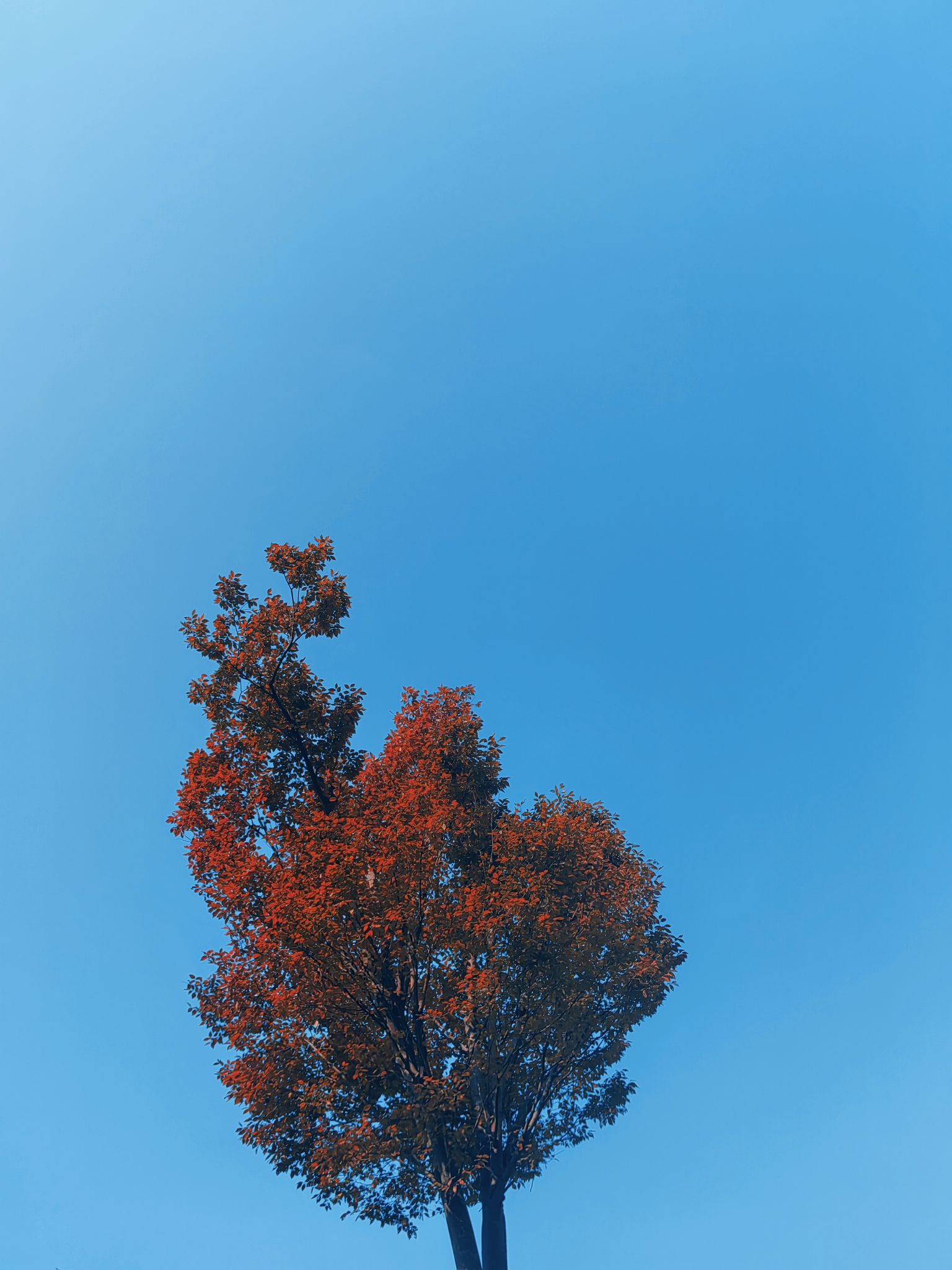 黄石山雕塑公园旅行图片 2