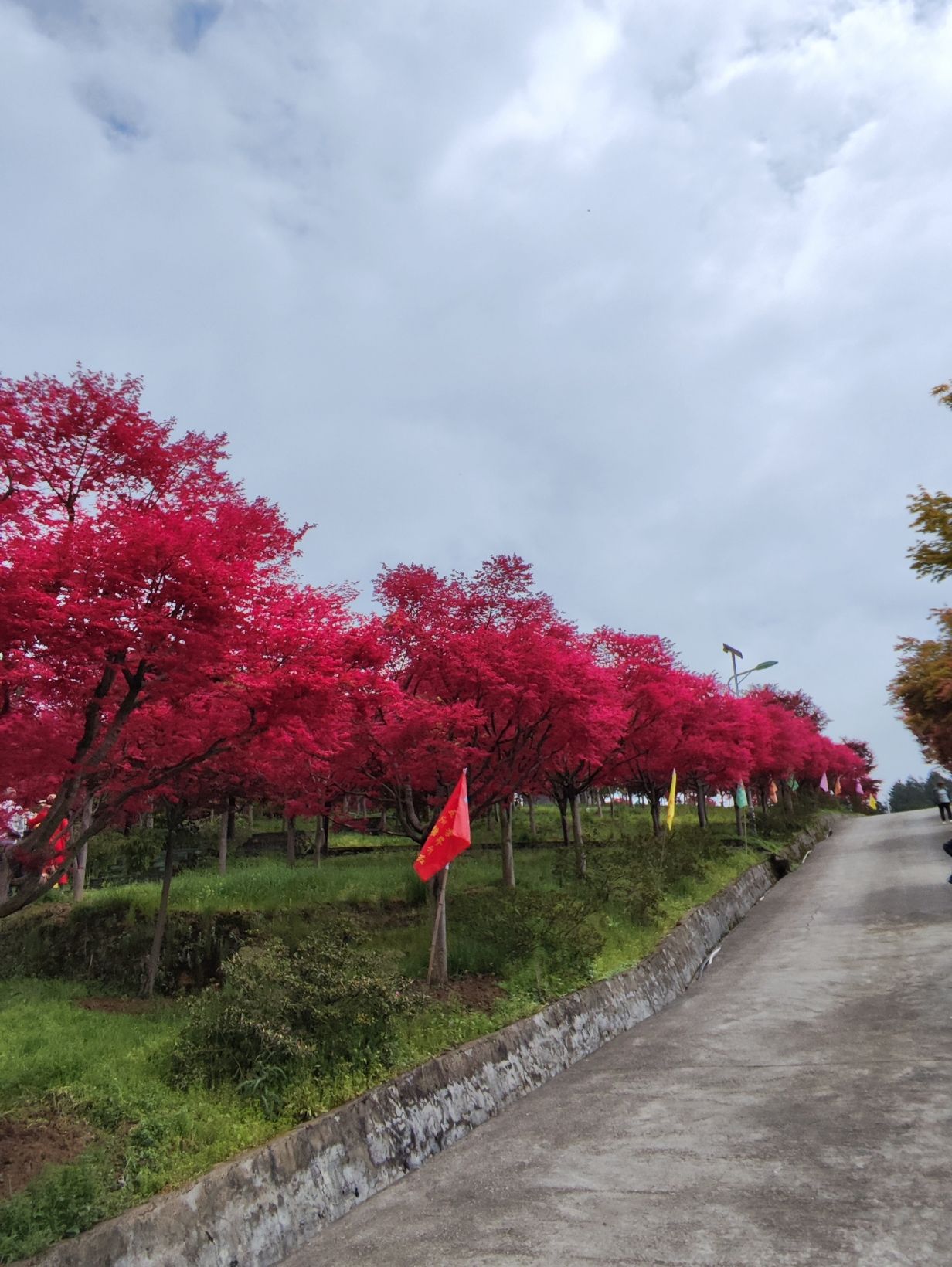 五洲园旅行图片 3