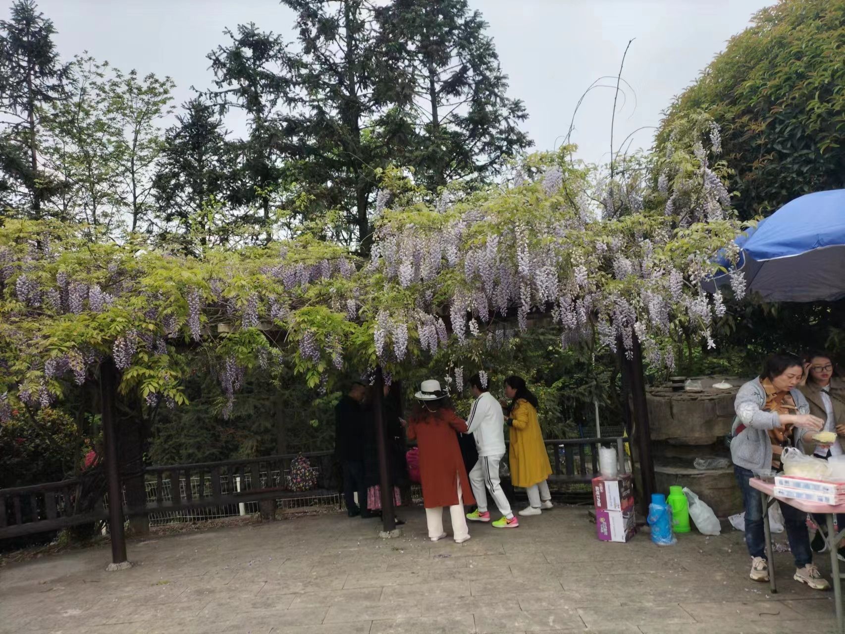 五洲园旅行图片 2
