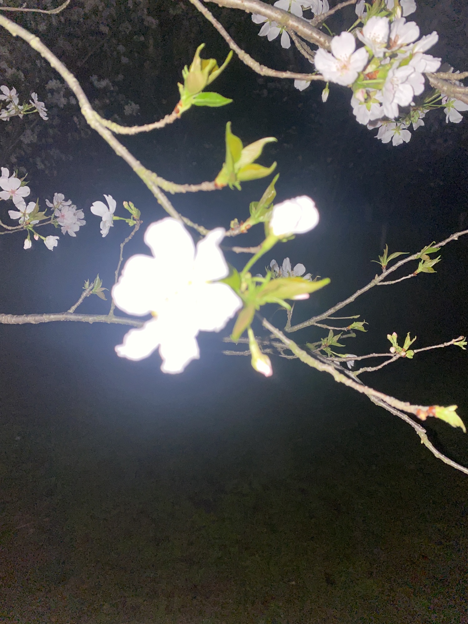南溪山公园旅行图片 1