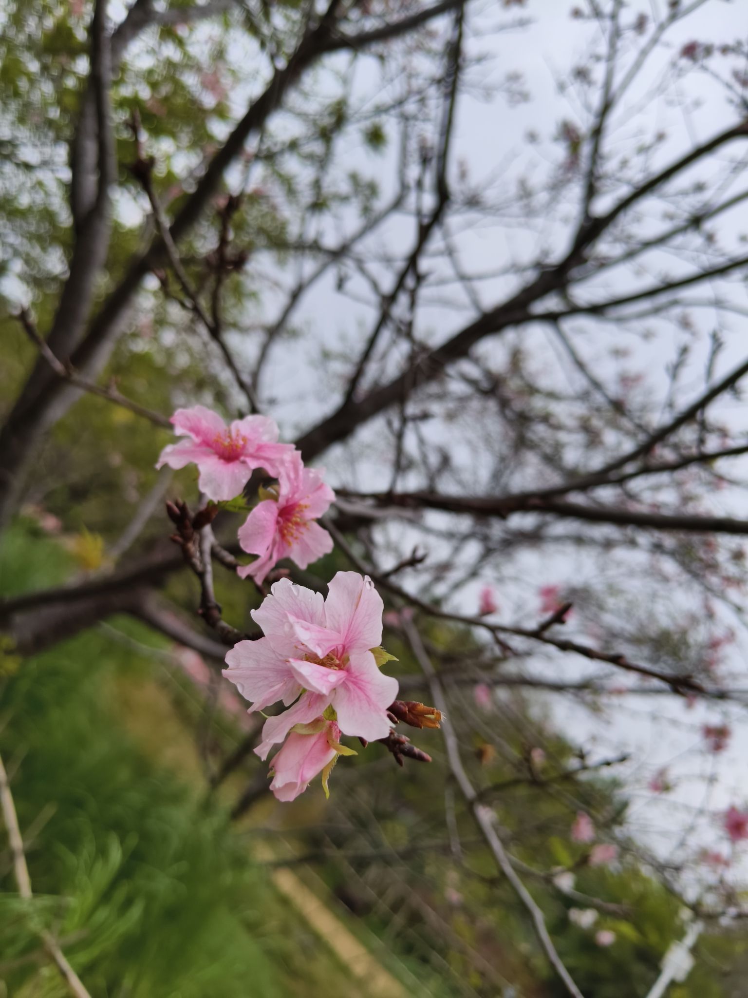 南溪山公园旅行图片 2