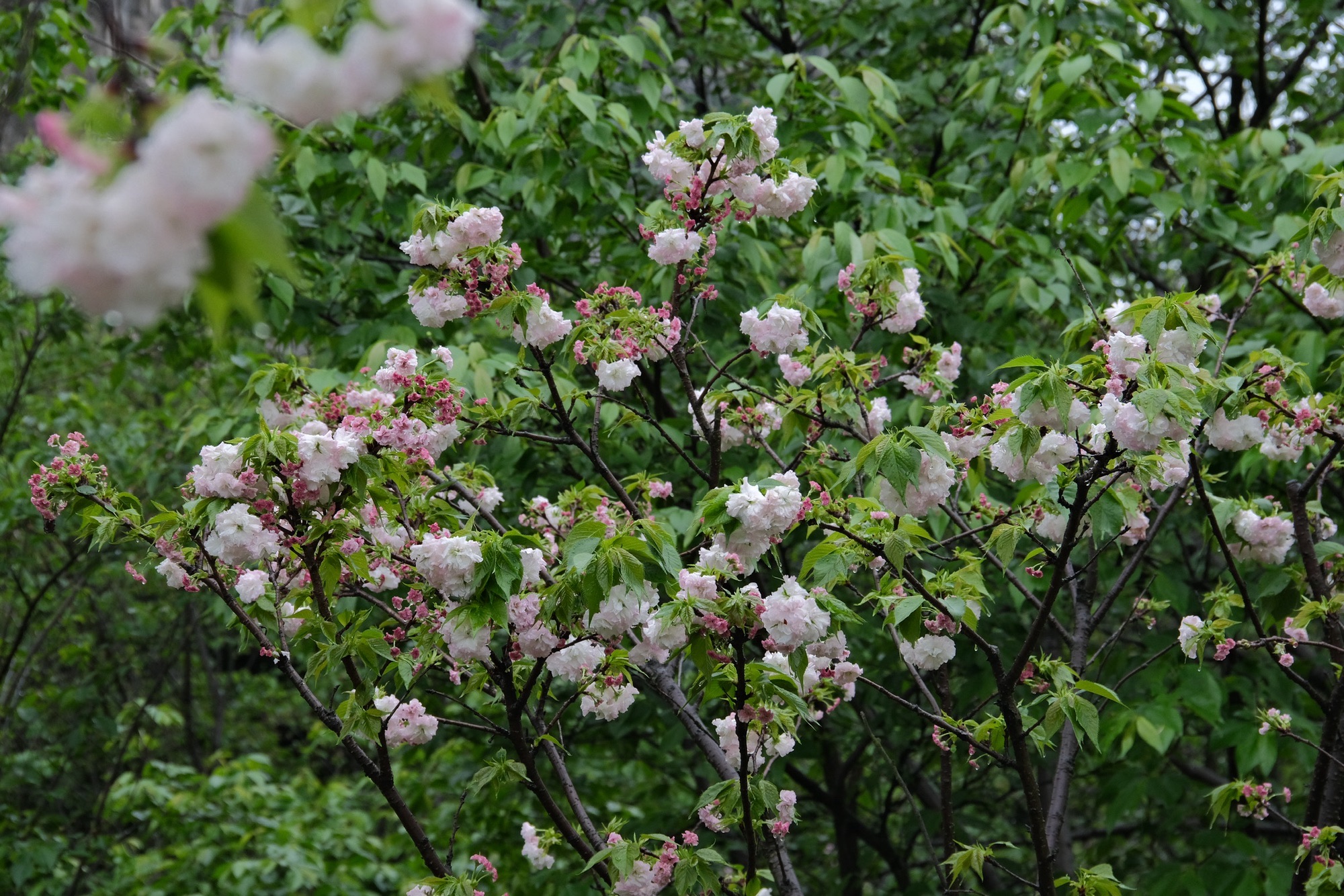 南溪山公园旅行图片 3