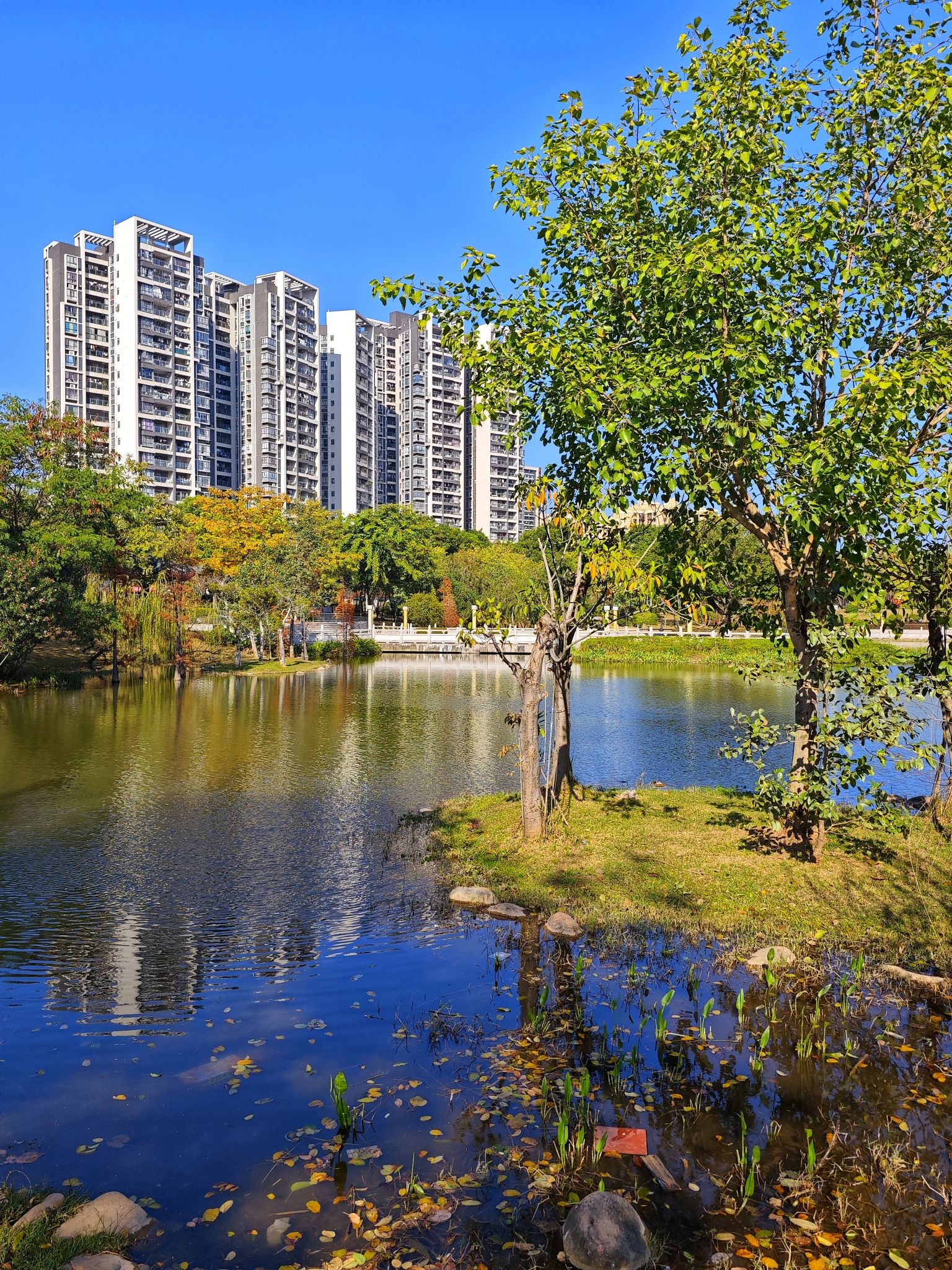 新湖公园旅行图片 2