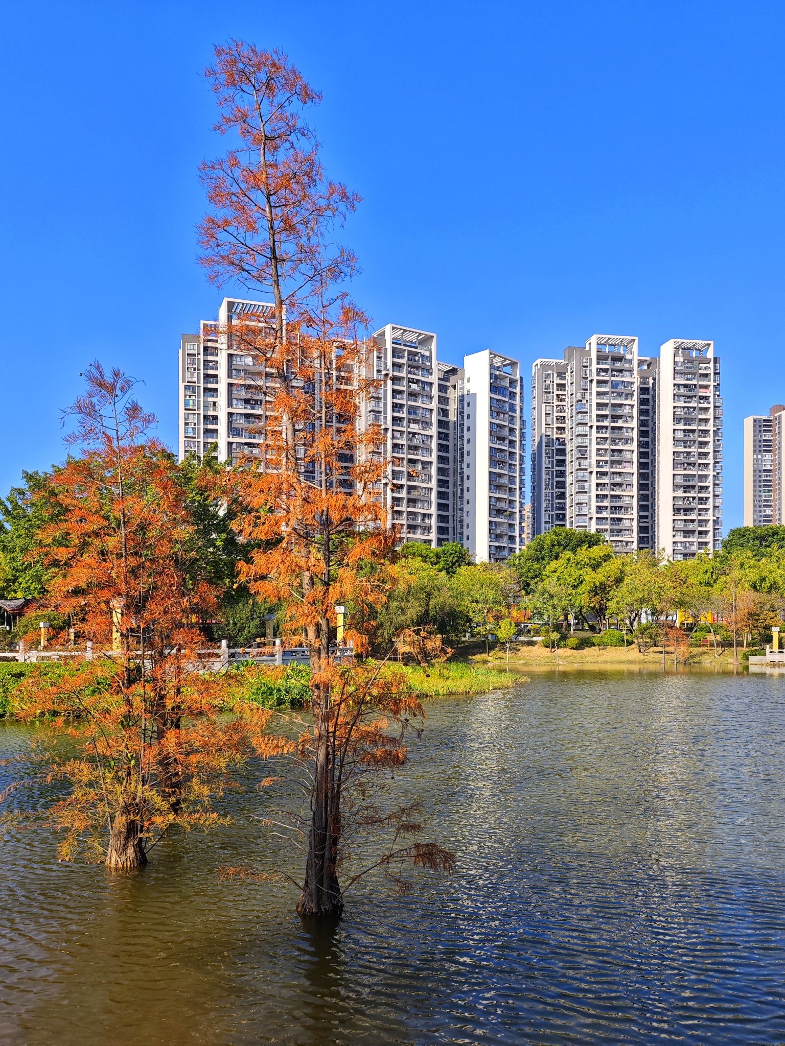 新湖公园旅行图片 1