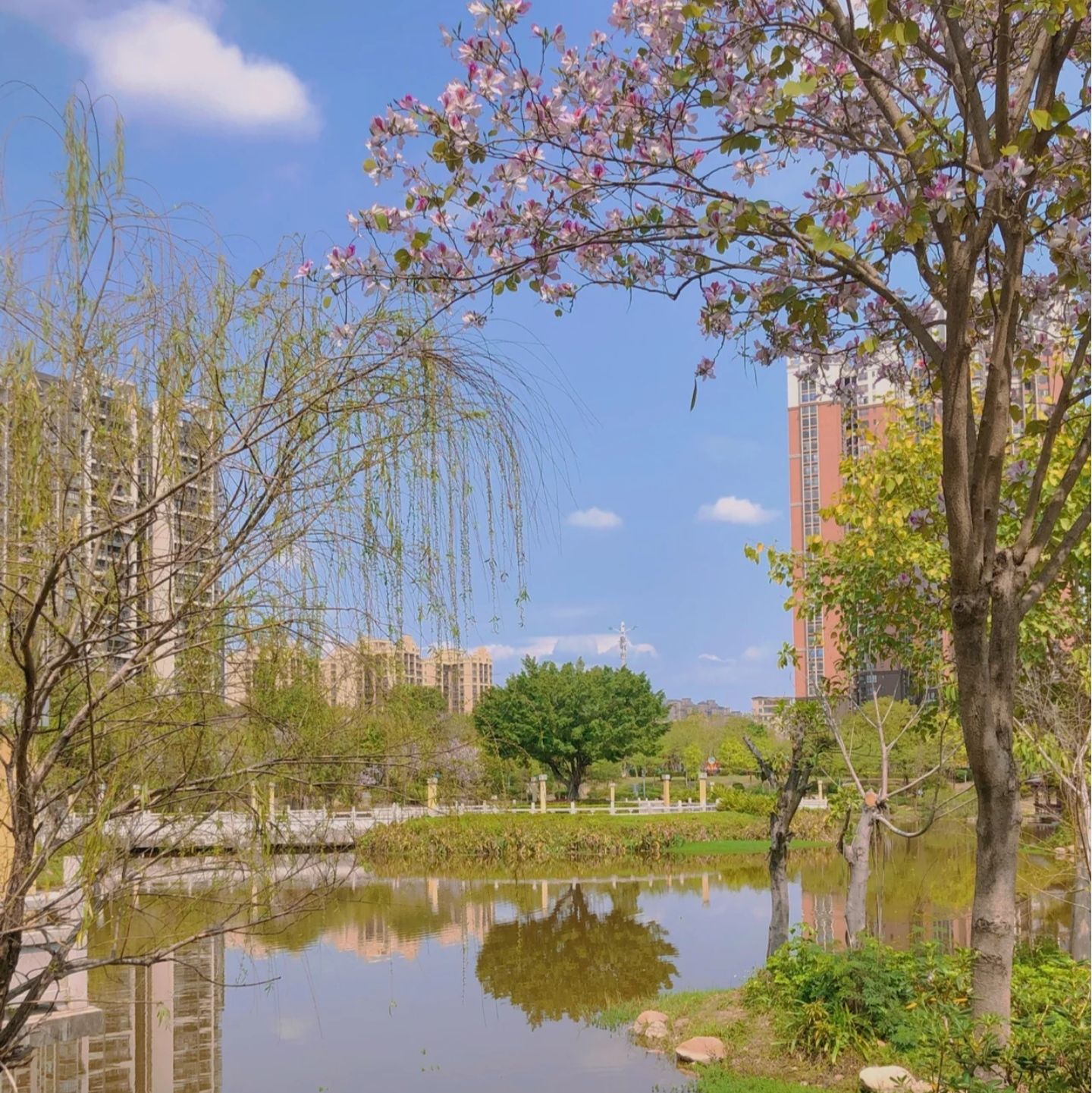 新湖公园旅行图片 3