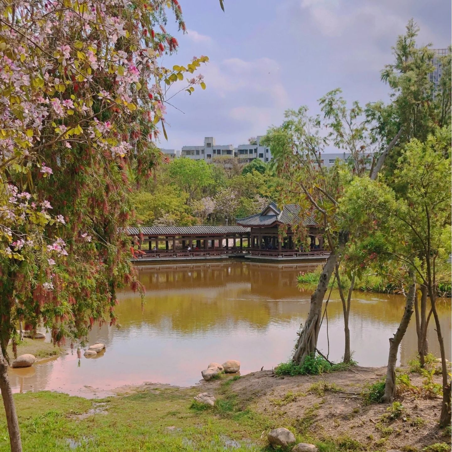 新湖公园旅行图片 1