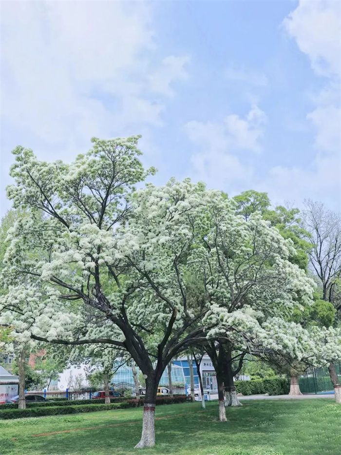 聊城公园旅行图片 1