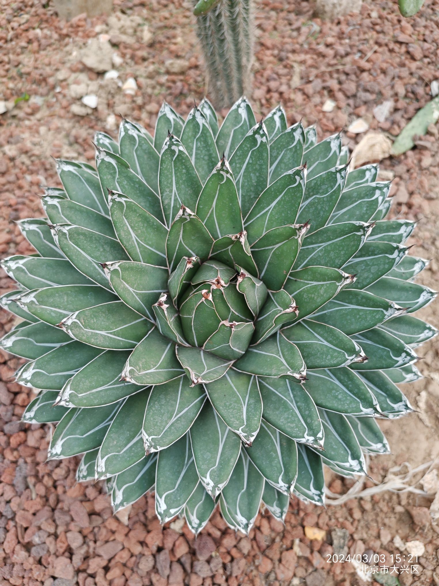 呀路古热带植物园旅行图片 2