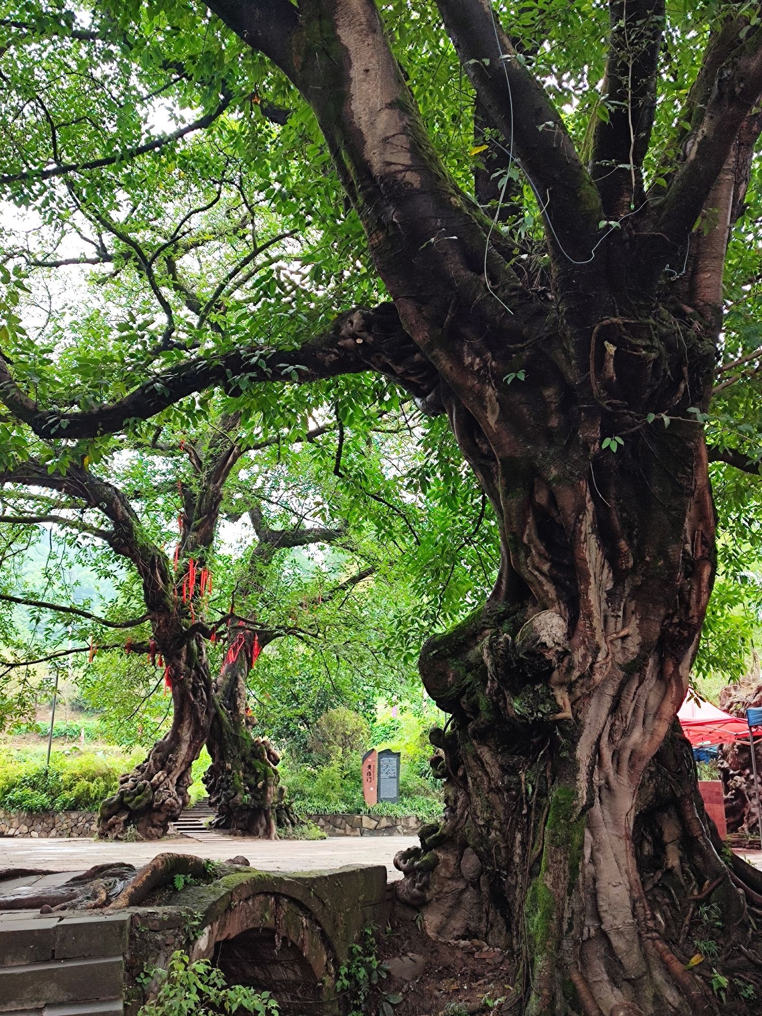 铜梁黄桷门旅行图片 1