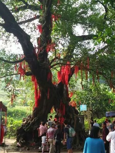 铜梁黄桷门旅行图片 2