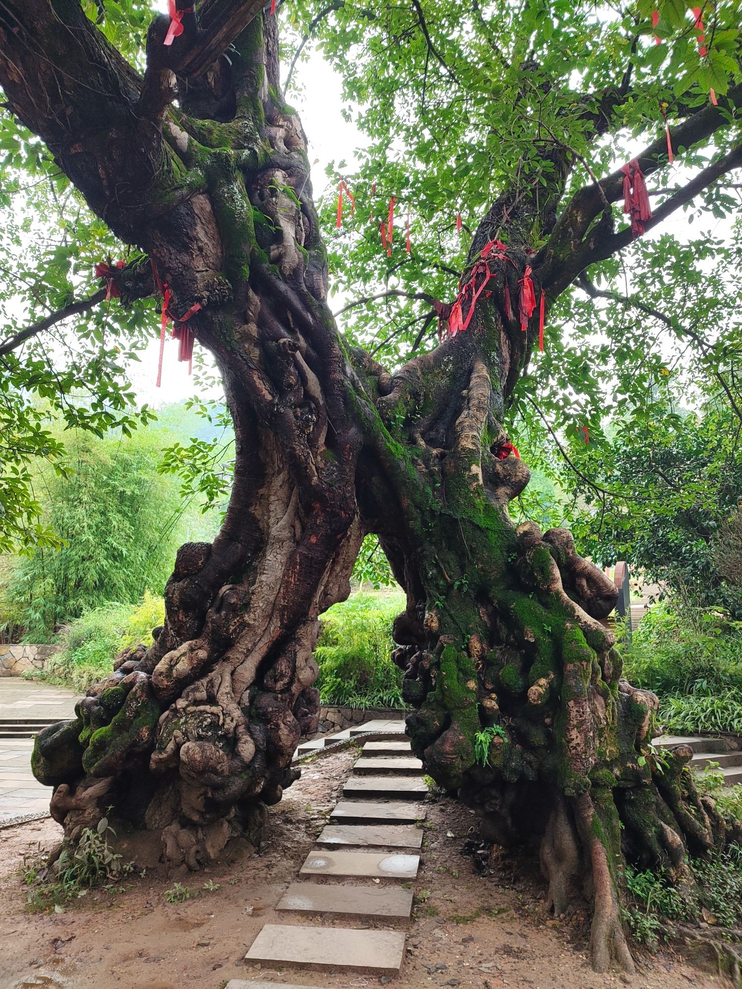 铜梁黄桷门旅行图片 2