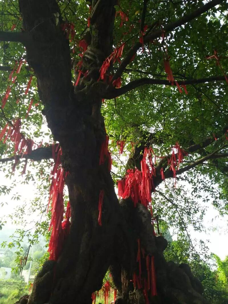 铜梁黄桷门旅行图片 1