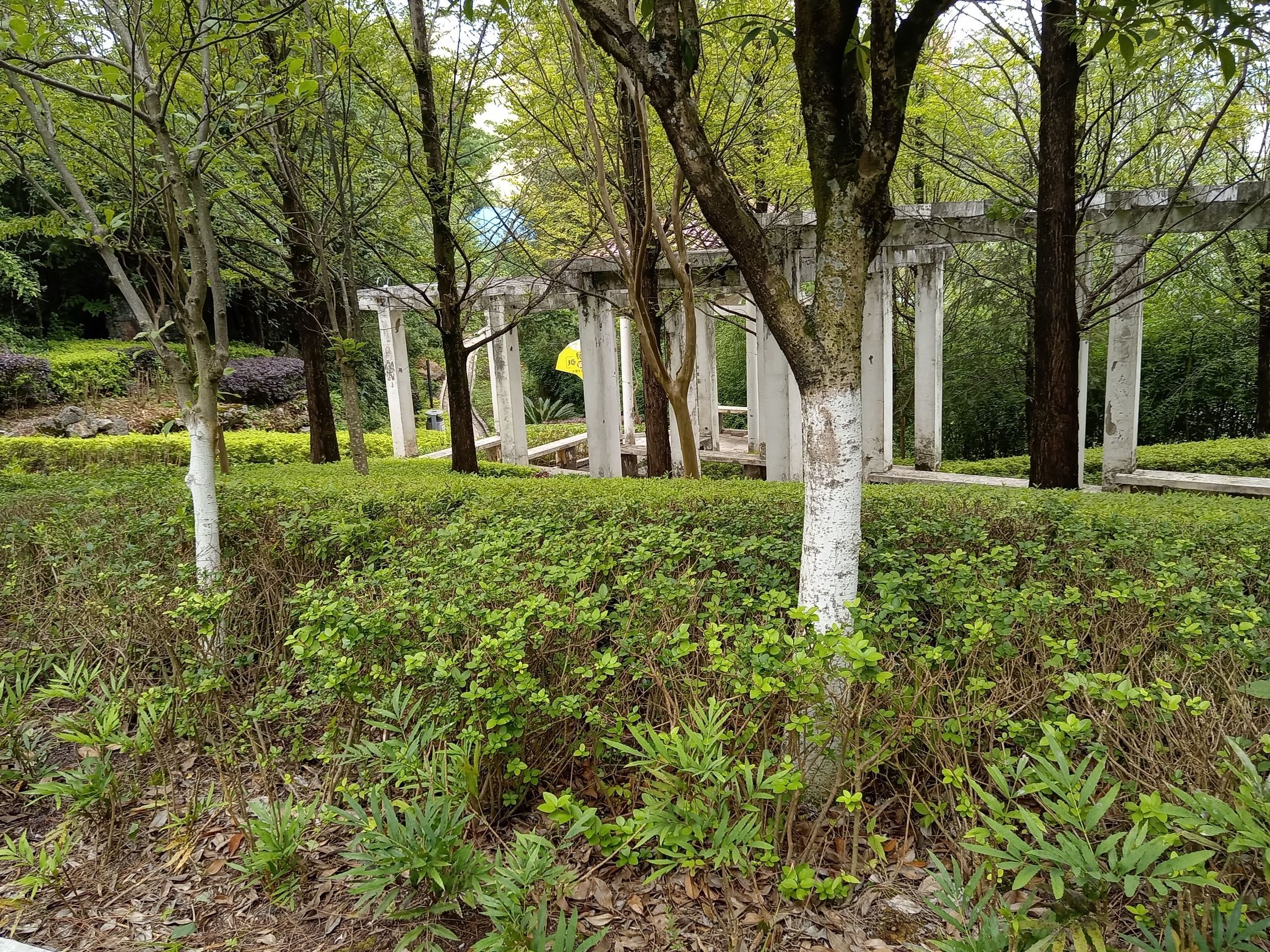 红果后山公园旅行图片 3