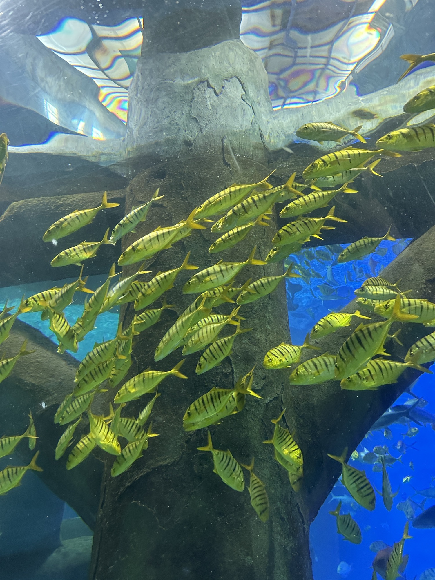 福州罗源湾海洋世界旅游度假区旅行图片 3