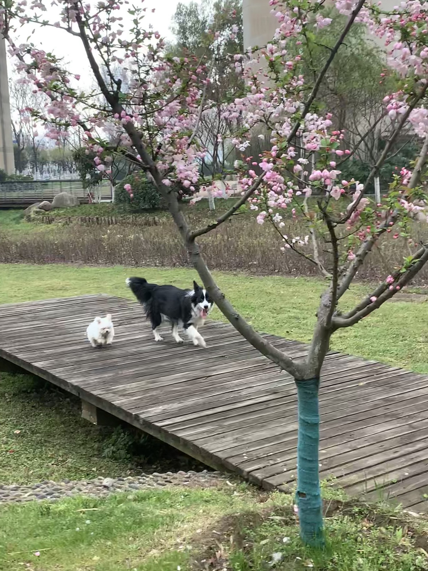 天兴洲大桥公园旅行图片 2