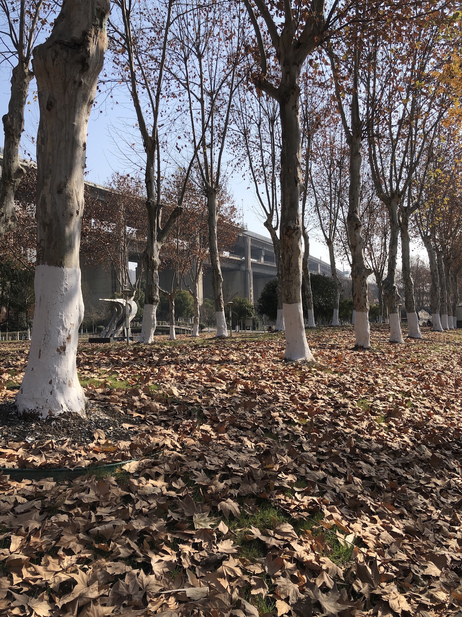 天兴洲大桥公园旅行图片 1