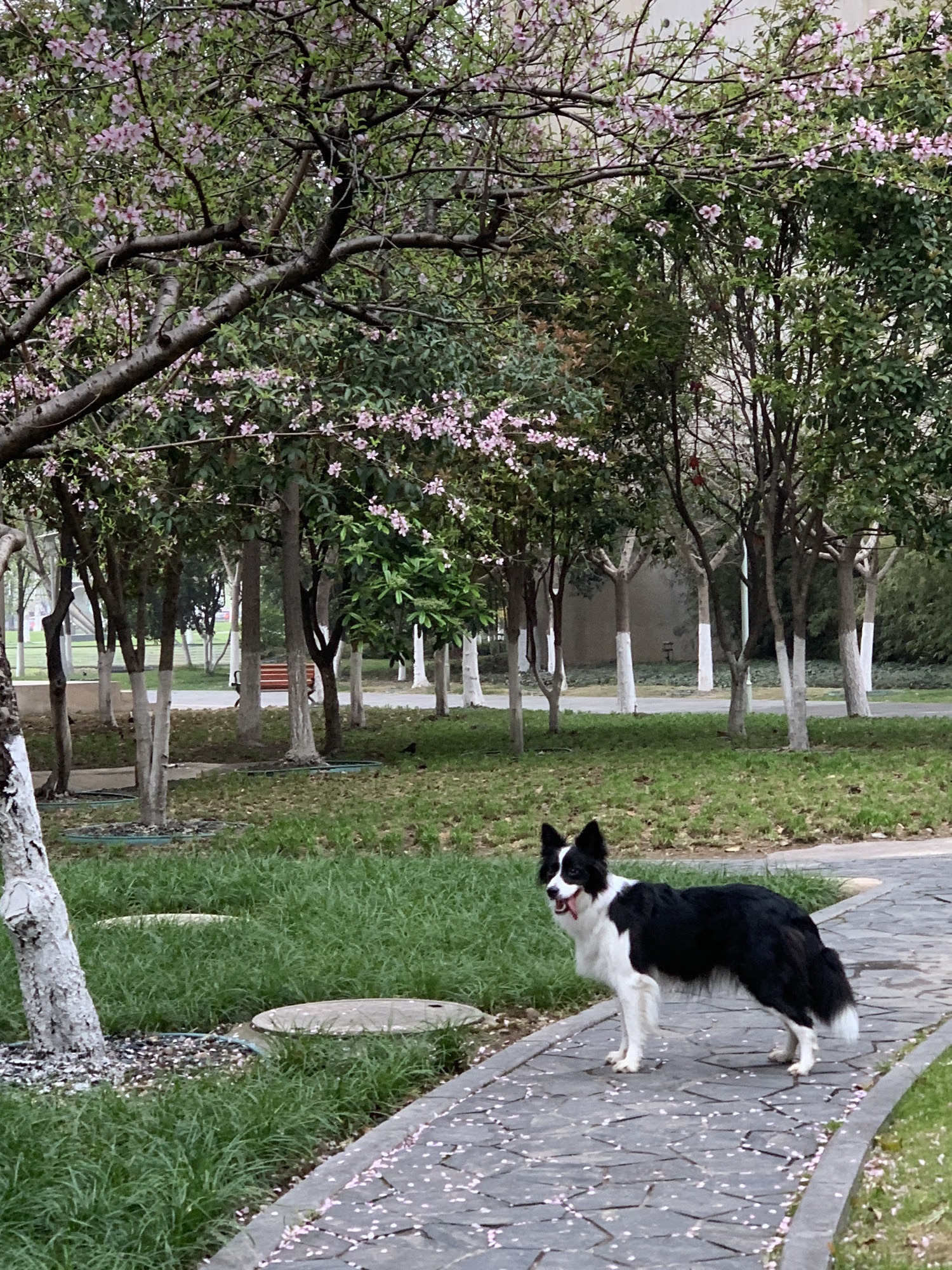 天兴洲大桥公园旅行图片 1