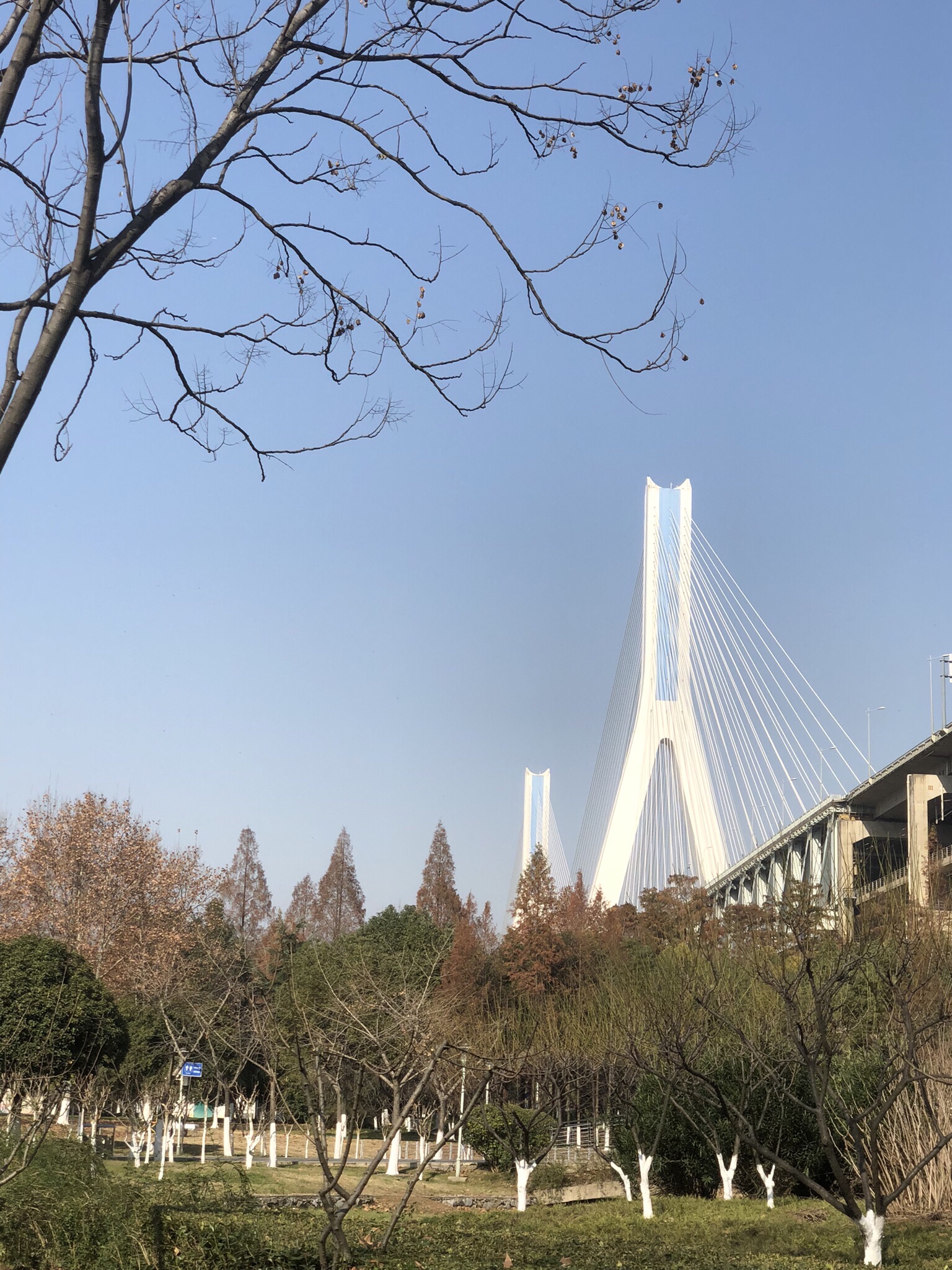 天兴洲大桥公园旅行图片 2