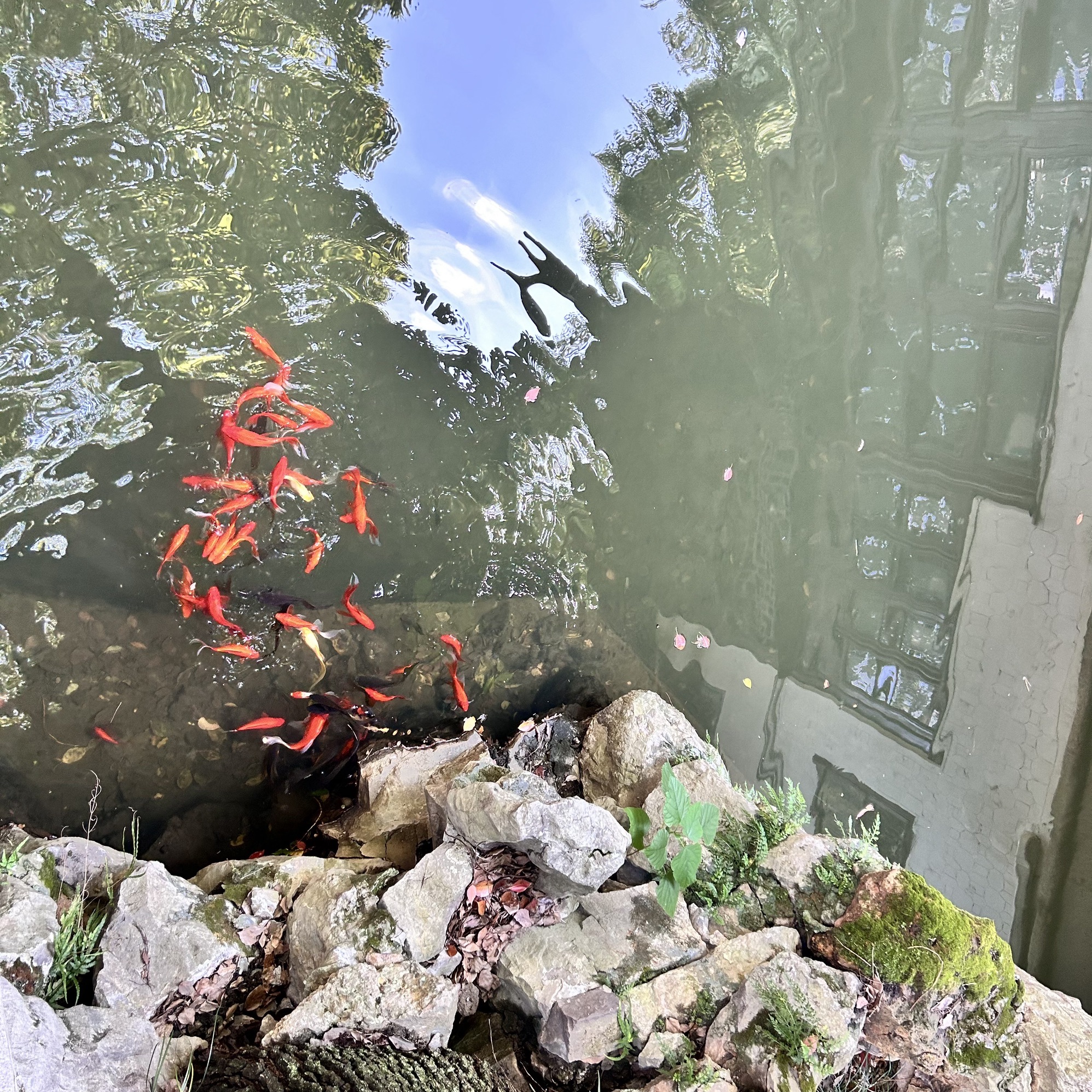 华山花园旅行图片 3