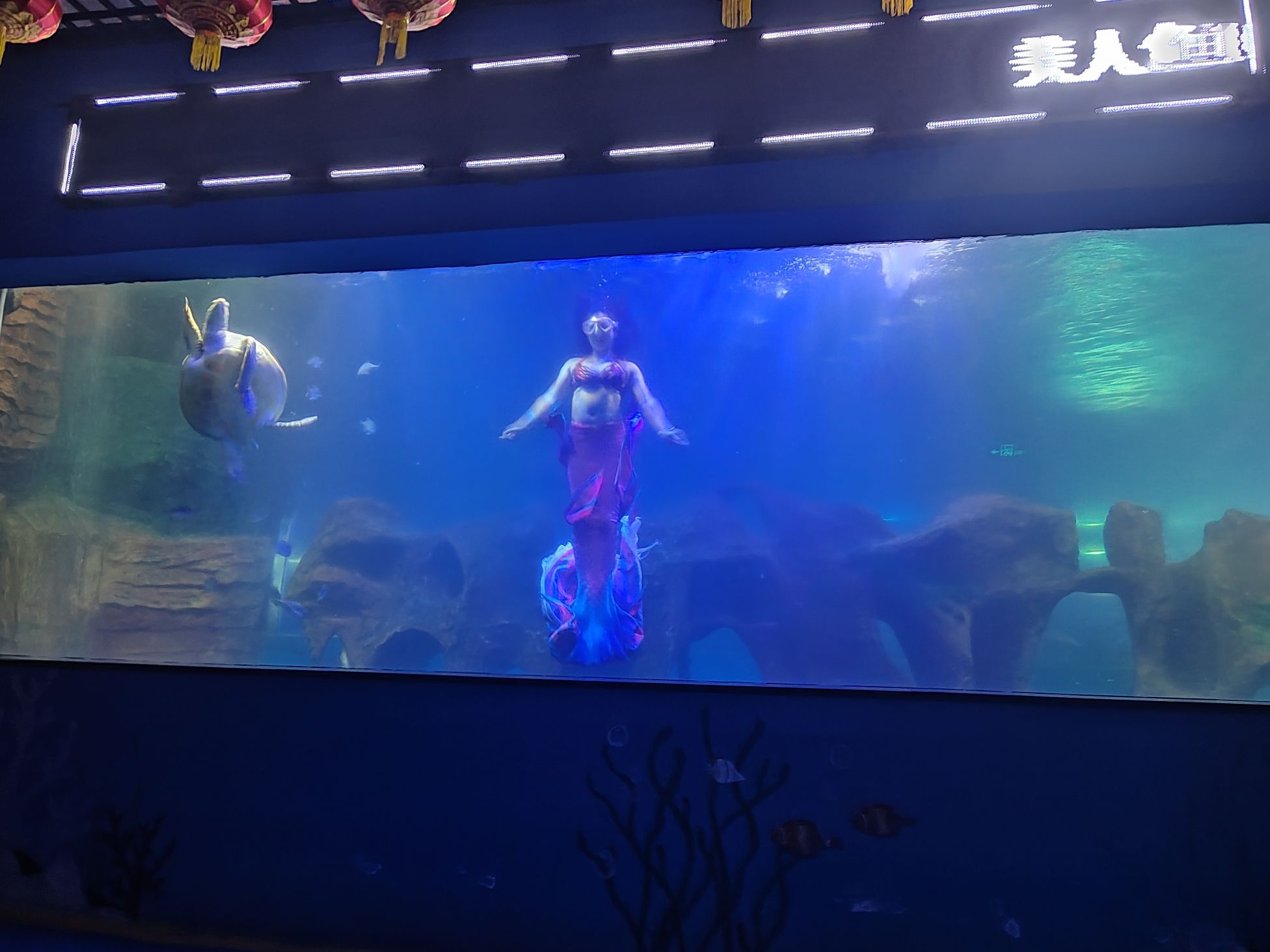 新乡海洋馆旅行图片 1