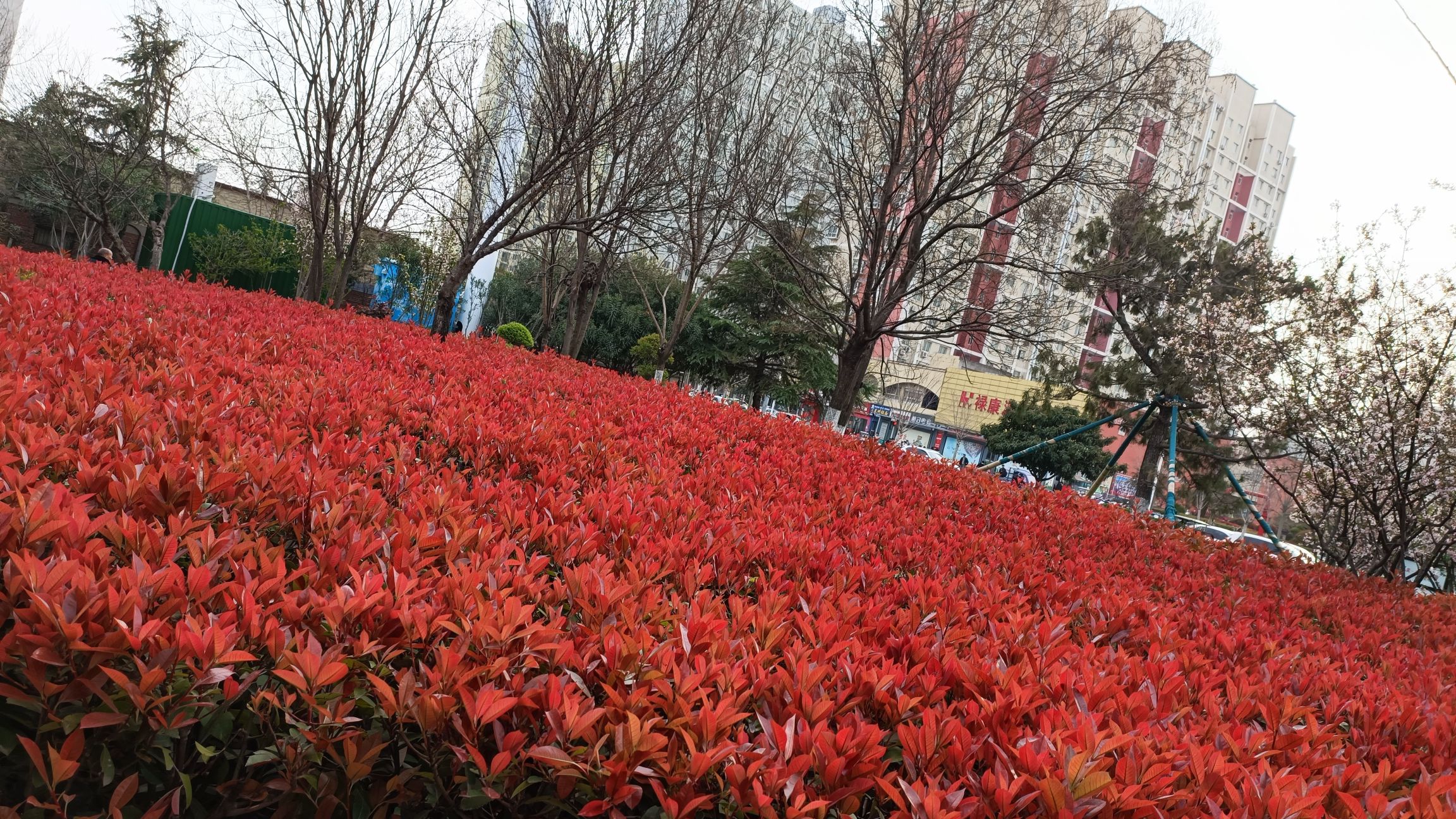 卧龙苑旅行图片 2