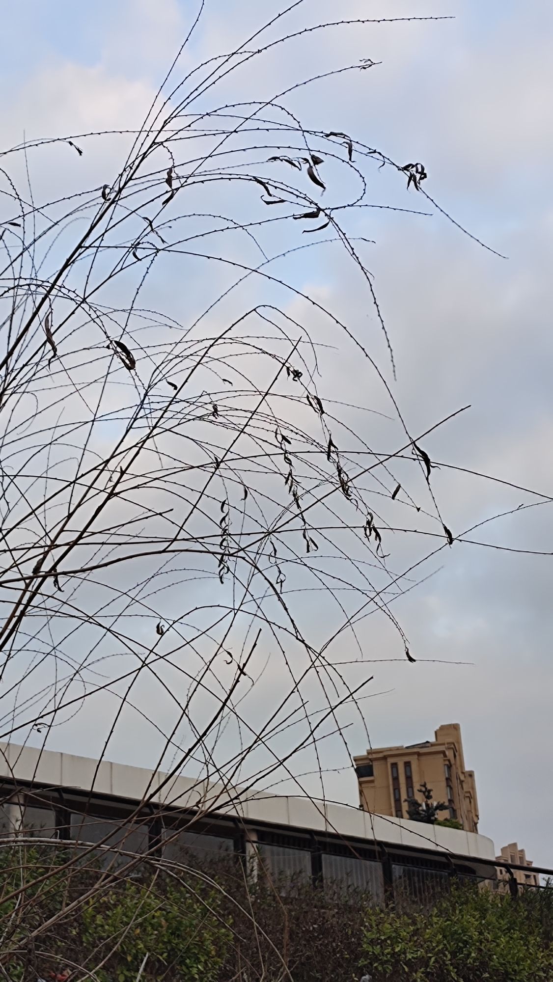 漳浦·鹿溪公园旅行图片 1