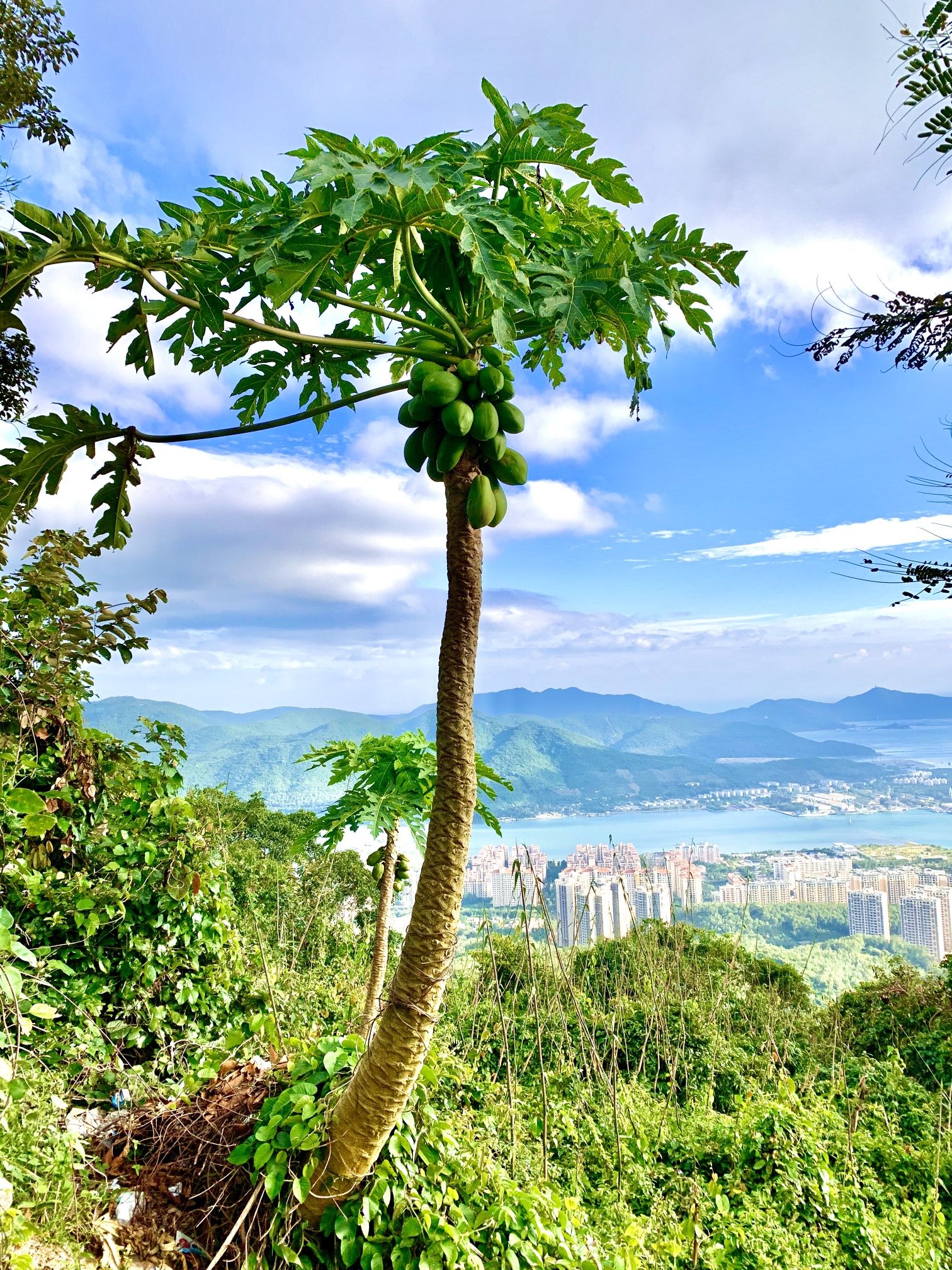 三亚凤凰岭海誓山盟景区旅行图片 1