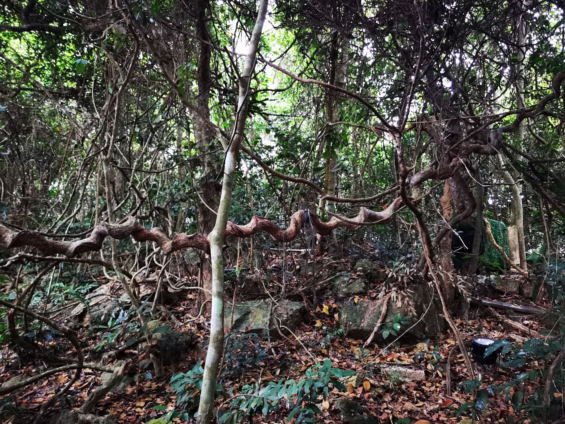 三亚凤凰岭海誓山盟景区旅行图片 3
