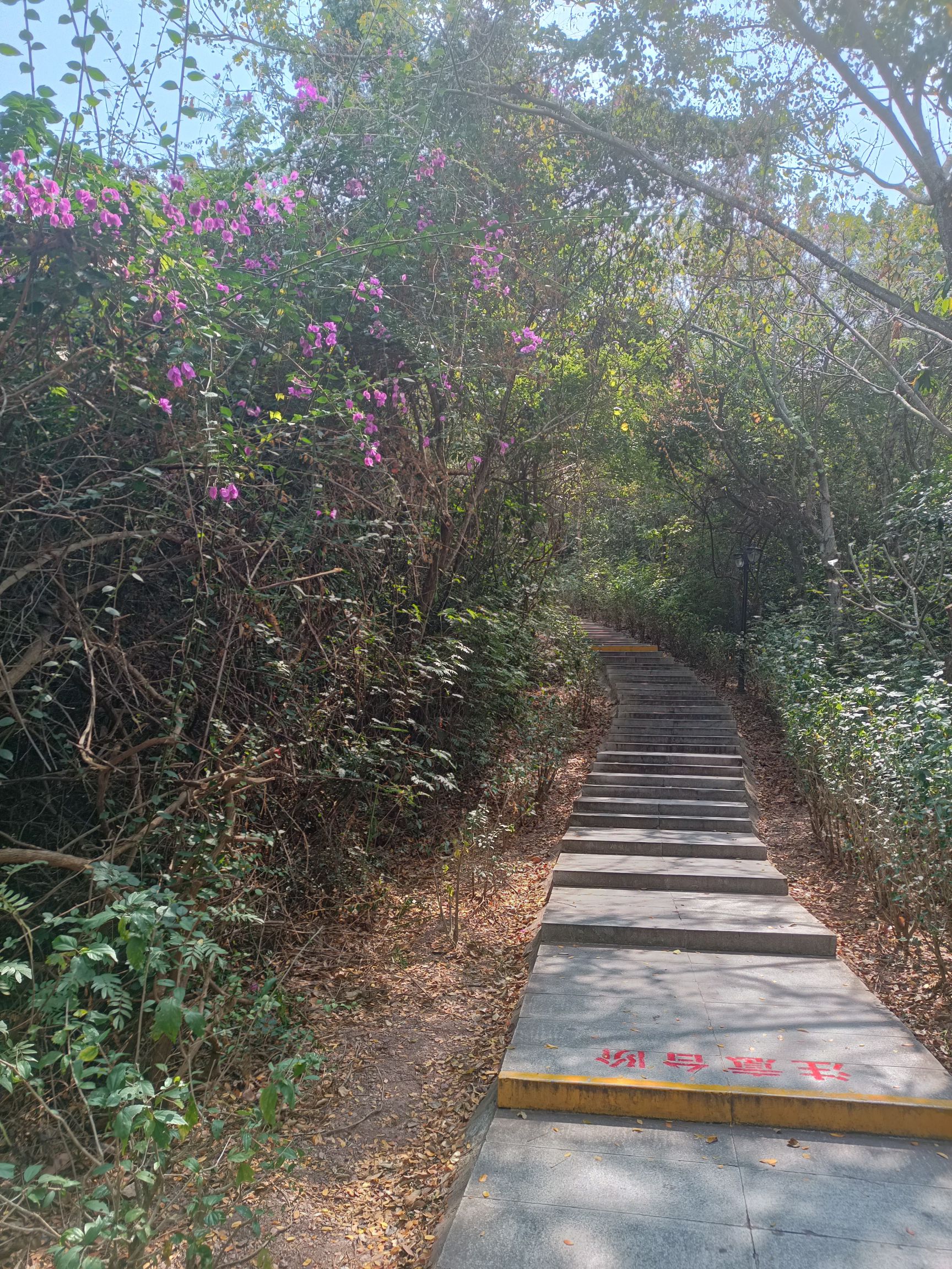 临春岭森林公园旅行图片 2