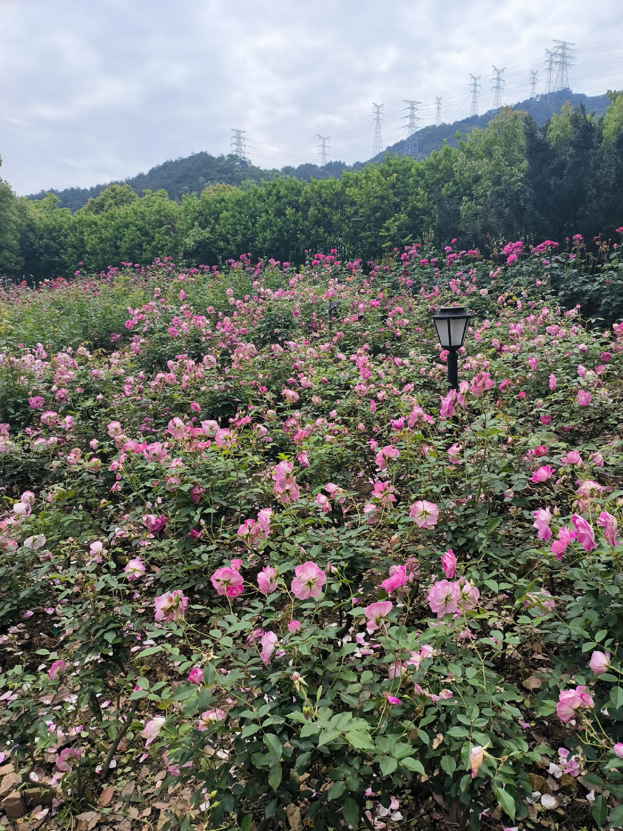 丽盛玫瑰庄园旅行图片 1