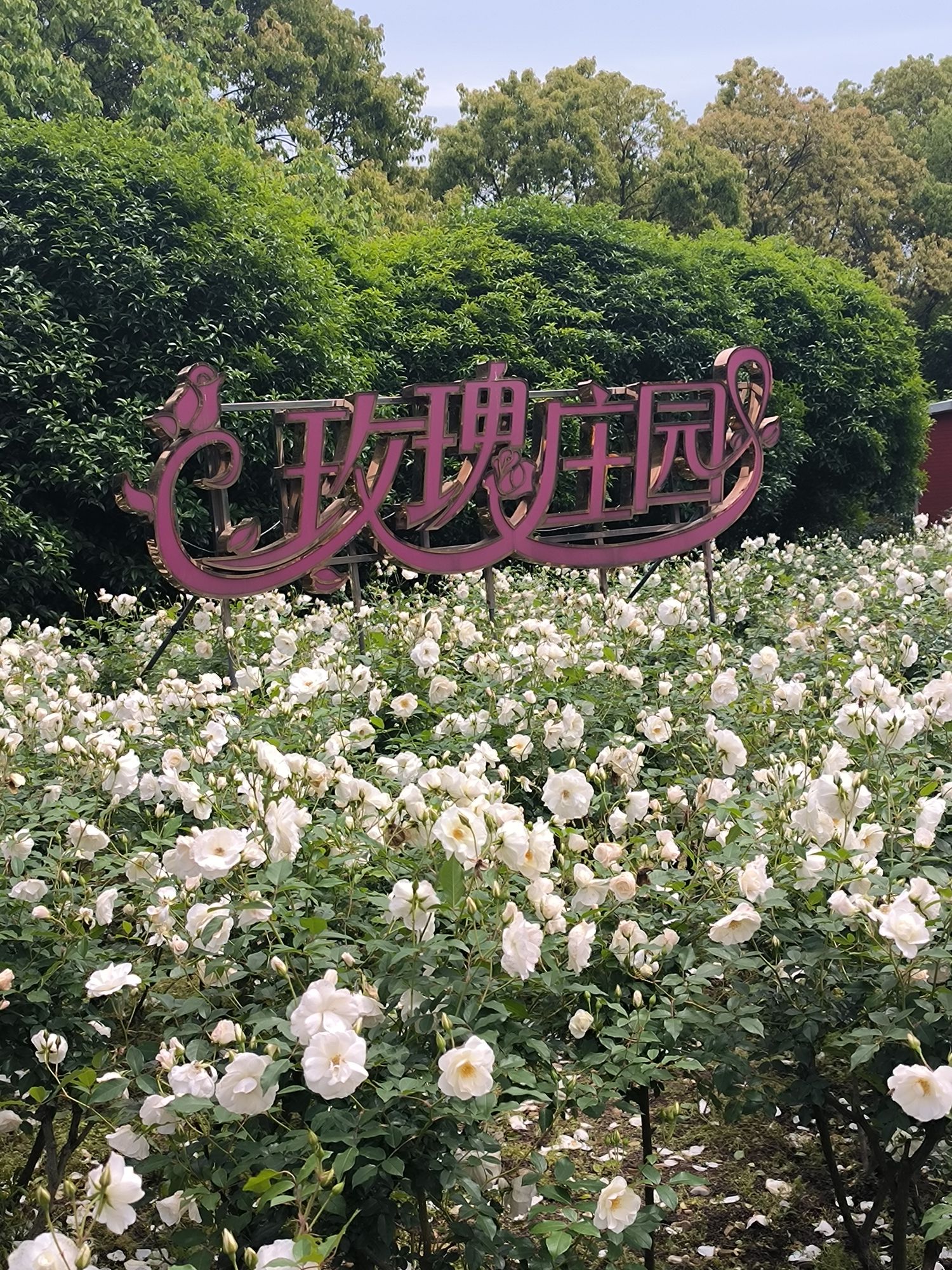丽盛玫瑰庄园旅行图片 3