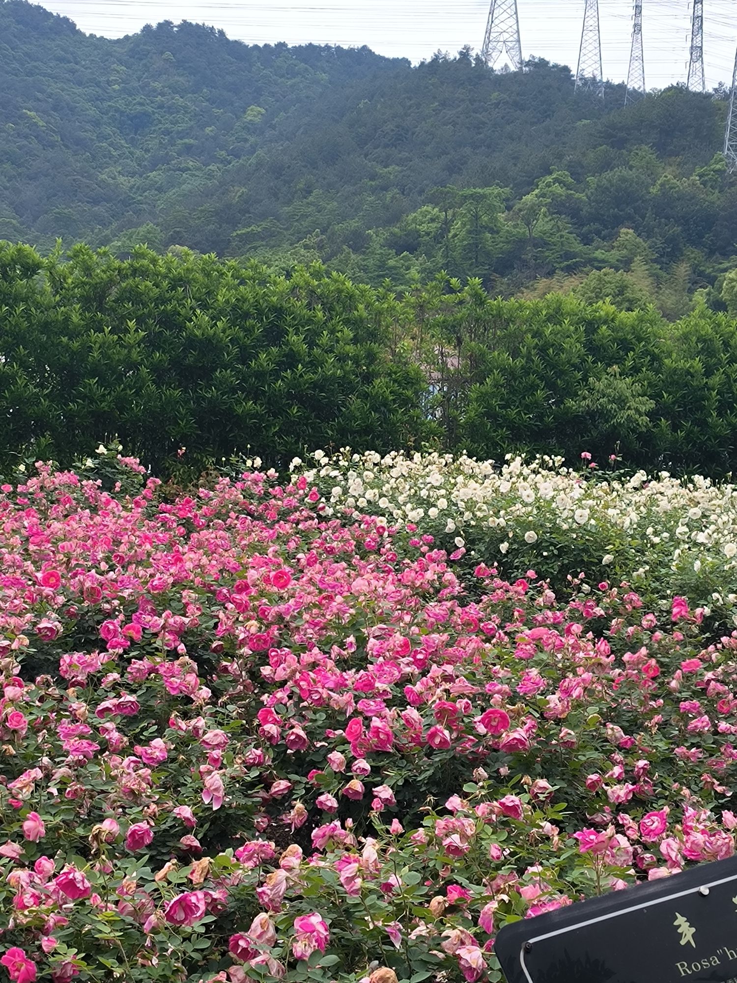 丽盛玫瑰庄园旅行图片 2