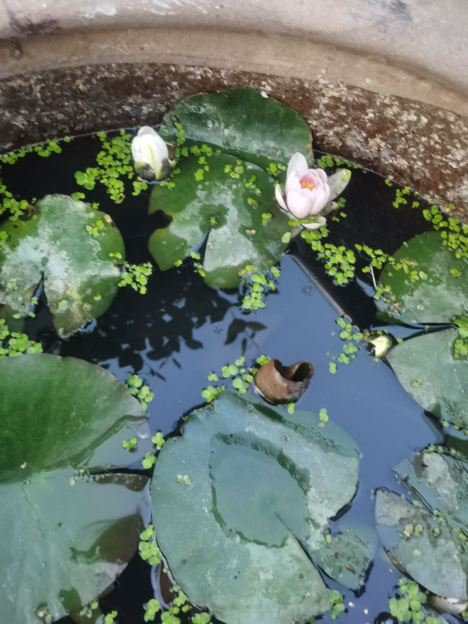 万竹园旅行图片 3