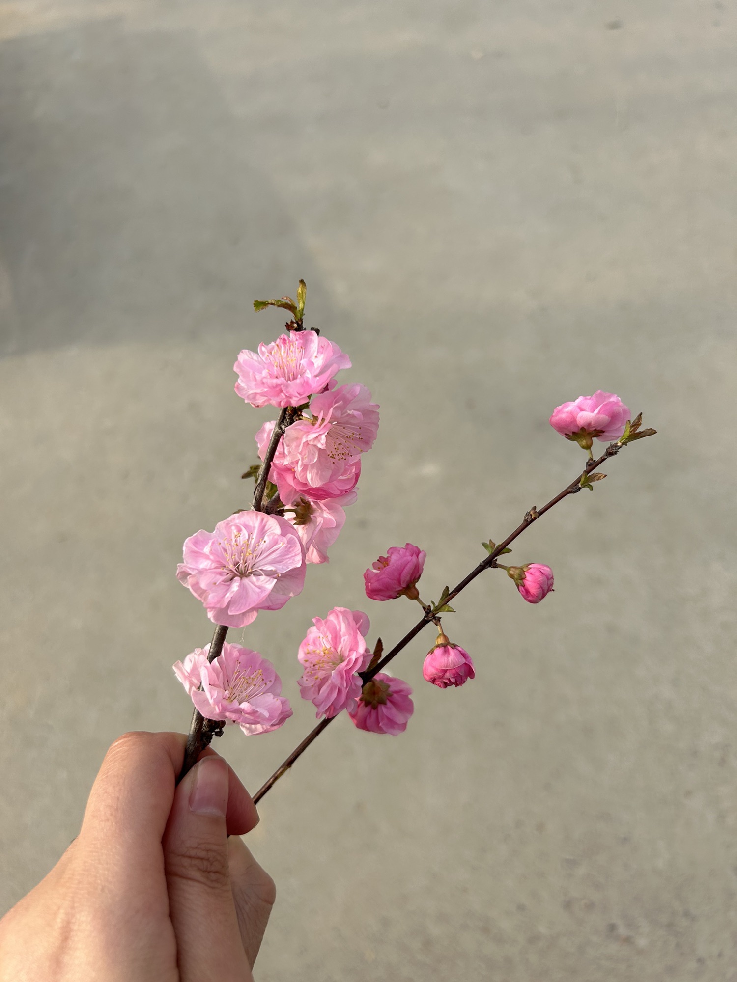 贾庄开元公园旅行图片 2