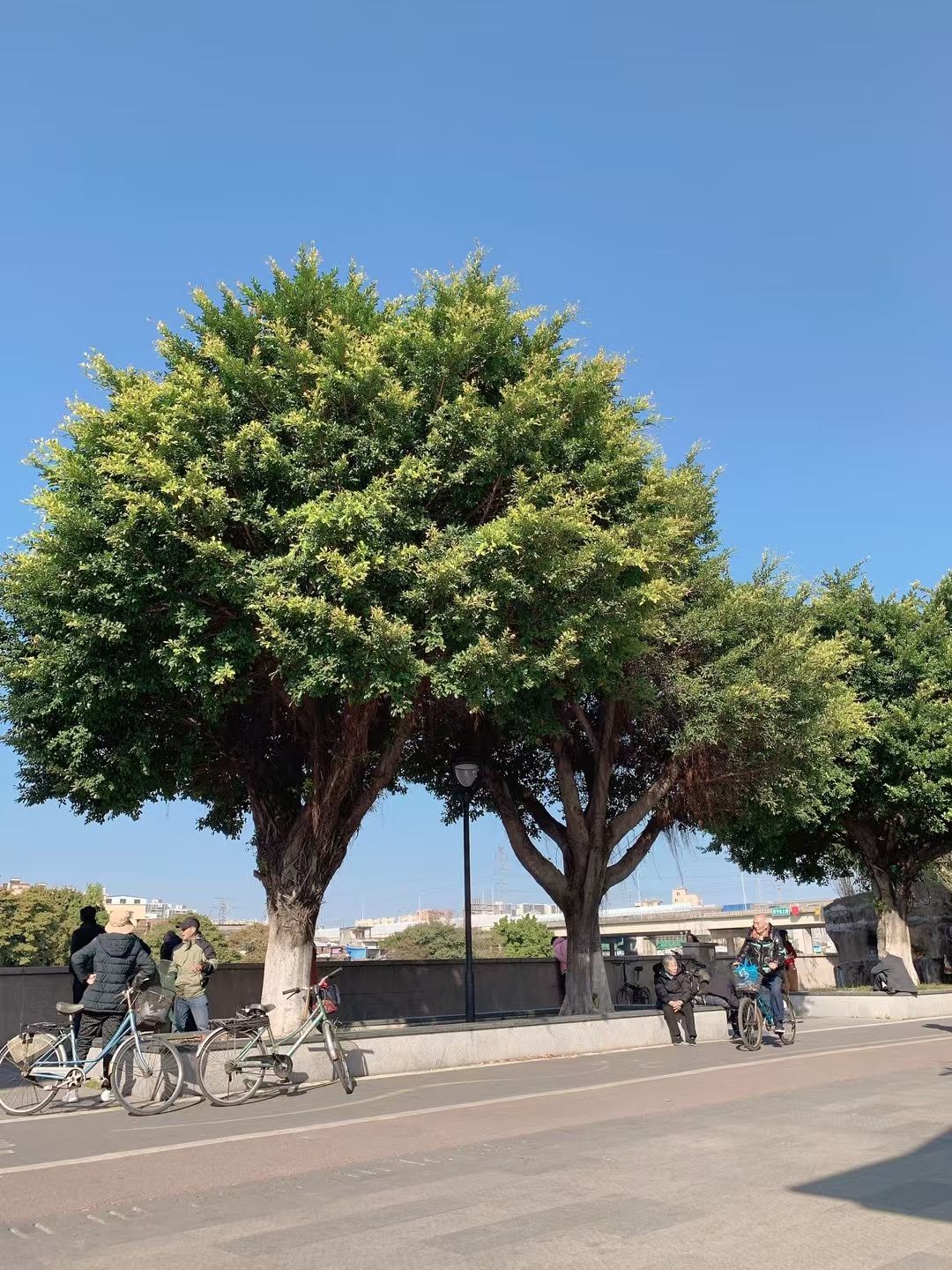 黄岐公园旅行图片 1